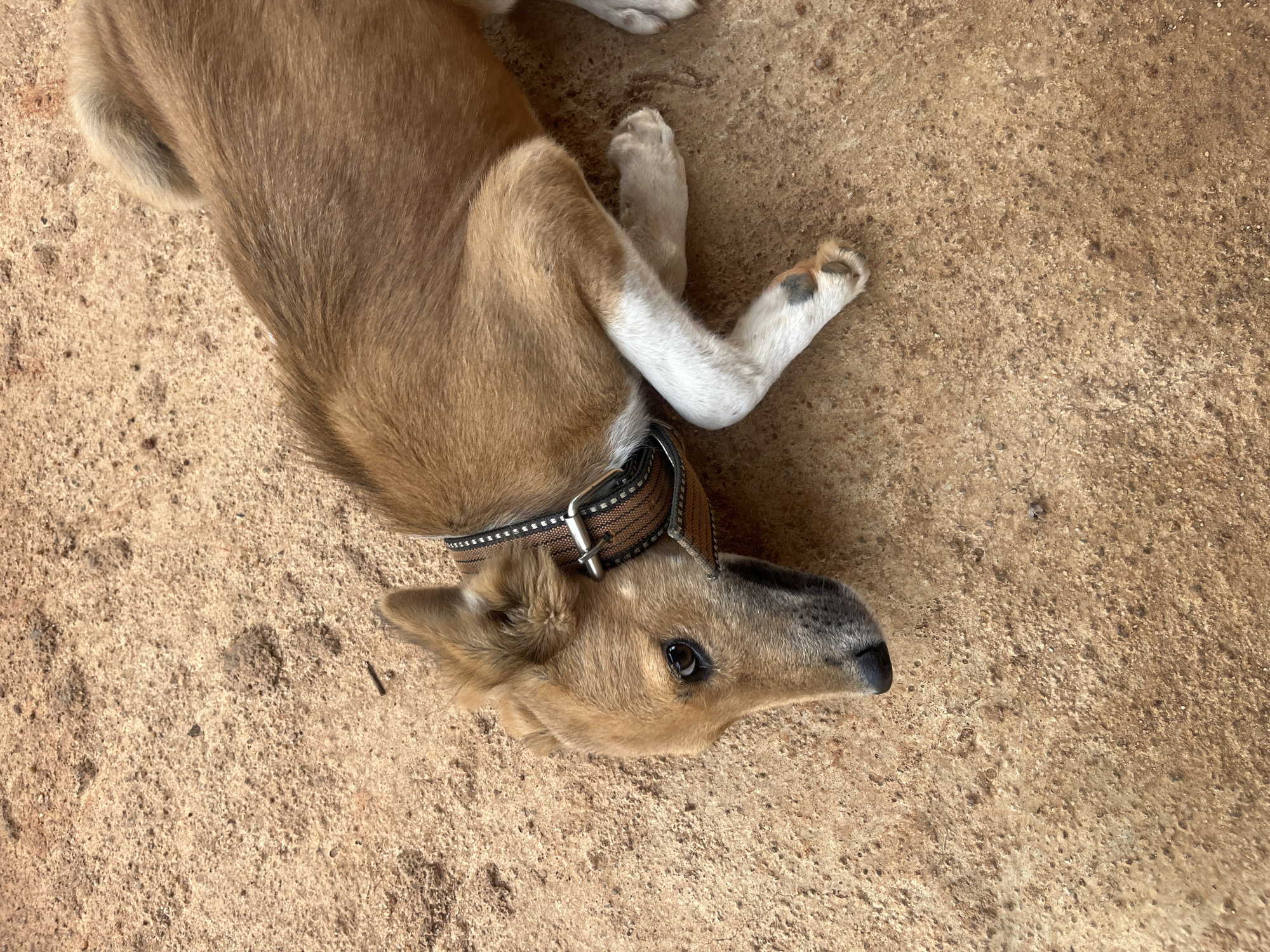 A light brown dog with white legs and a patterned collar lies on a reddish-brown dirt surface. The dog is facing left, with its head resting on the ground. Its eyes are open, and it appears to be alert. The dirt surface is uneven and appears to be in an outdoor setting. The image was taken in Bukuru, Nigeria.