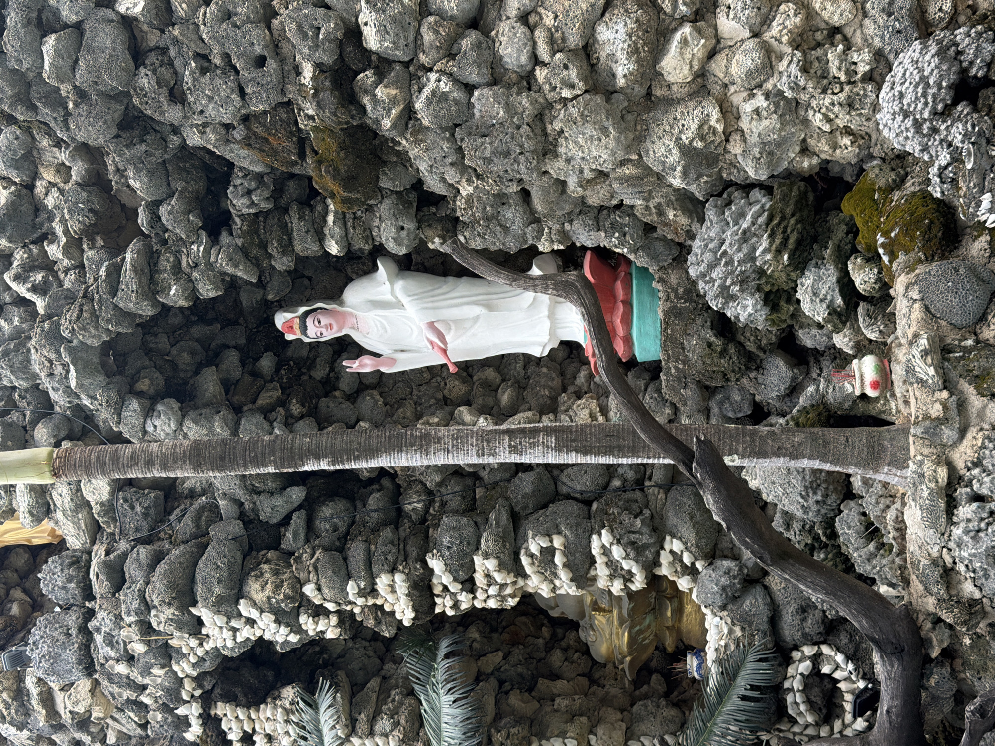 The image displays a white statue of a deity, likely Guanyin or Quan Am, enshrined within an intricately constructed grotto. The statue, serene and gracefully robed, stands vertically in a recessed alcove. She wears a white robe and a gold-colored headdress adorned with a small red detail, and her right hand is raised. She rests on a colorful base with red and teal sections.
The surrounding grotto walls are the most striking feature, meticulously adorned with various types of grey and white coral and shells. These include textured brain coral, branching coral forms, and numerous small, white, bivalve-like shells arranged in decorative patterns. Patches of green moss cling to some of the coral formations, adding natural color.
A prominent dark, gnarled wooden branch extends diagonally across the mid-right side of the image, appearing almost tree-like. Another thick, cylindrical, striped pole, resembling a palm trunk, is visible horizontally on the left side, adding to the organic feel. Other subtle elements include hints of artificial foliage, possibly palm fronds, at the bottom.
The scene depicts a static, revered religious display within what appears to be a man-made cave or shrine crafted from natural marine elements. The lighting suggests daytime. There is no visible text or active event taking place, only the tranquil presence of the statue amidst its unique setting. The extensive use of coral and tropical plant elements is consistent with its location context in Cam Ranh, Vietnam.