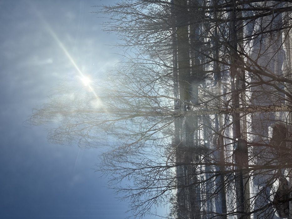 The image displays an outdoor urban or suburban landscape viewed from an elevated position, likely a window, under bright sunlight during winter or early spring in Nizhnekamsk, Russia.
The upper portion of the frame features a clear, light blue sky with a prominent, intense sunburst and associated lens flare situated in the upper-right quadrant. The sun's rays emanate diagonally across the frame. A faint, linear contrail or wispy cloud is observable in the upper-left sky.
The midground and foreground are dominated by numerous bare deciduous trees, primarily identifiable as birches by their distinctive white and dark mottled bark patterns. The trees are leafless, indicative of a dormant season. A tall birch tree stands centrally, its upper canopy extending into the sunburst. Other bare trees with dark, intricate branch networks are densely distributed across the frame, partially obscuring the background. Some branches exhibit a subtle glitter, possibly from frost or melting ice illuminated by the sun.
Beneath the trees, the ground is covered with a patchy layer of white snow, interspersed with areas of darker, exposed earth. A multi-lane asphalt road or highway traverses horizontally across the mid-lower section of the image. The road surface appears dark and reflects sunlight in several areas. At least two dark-colored passenger vehicles are visible on the road; one is partially obscured by tree branches in the lower-middle section, and another is further to the right, also partially obscured.
The distant background, beyond the road and tree line, is a blurred band of darker tones, consistent with distant urban structures or industrial development. No individuals are discernible within the frame. The presence of bare deciduous trees, snow cover, and urban infrastructure aligns with the specified location of Nizhnekamsk, Russia, during winter or early spring.