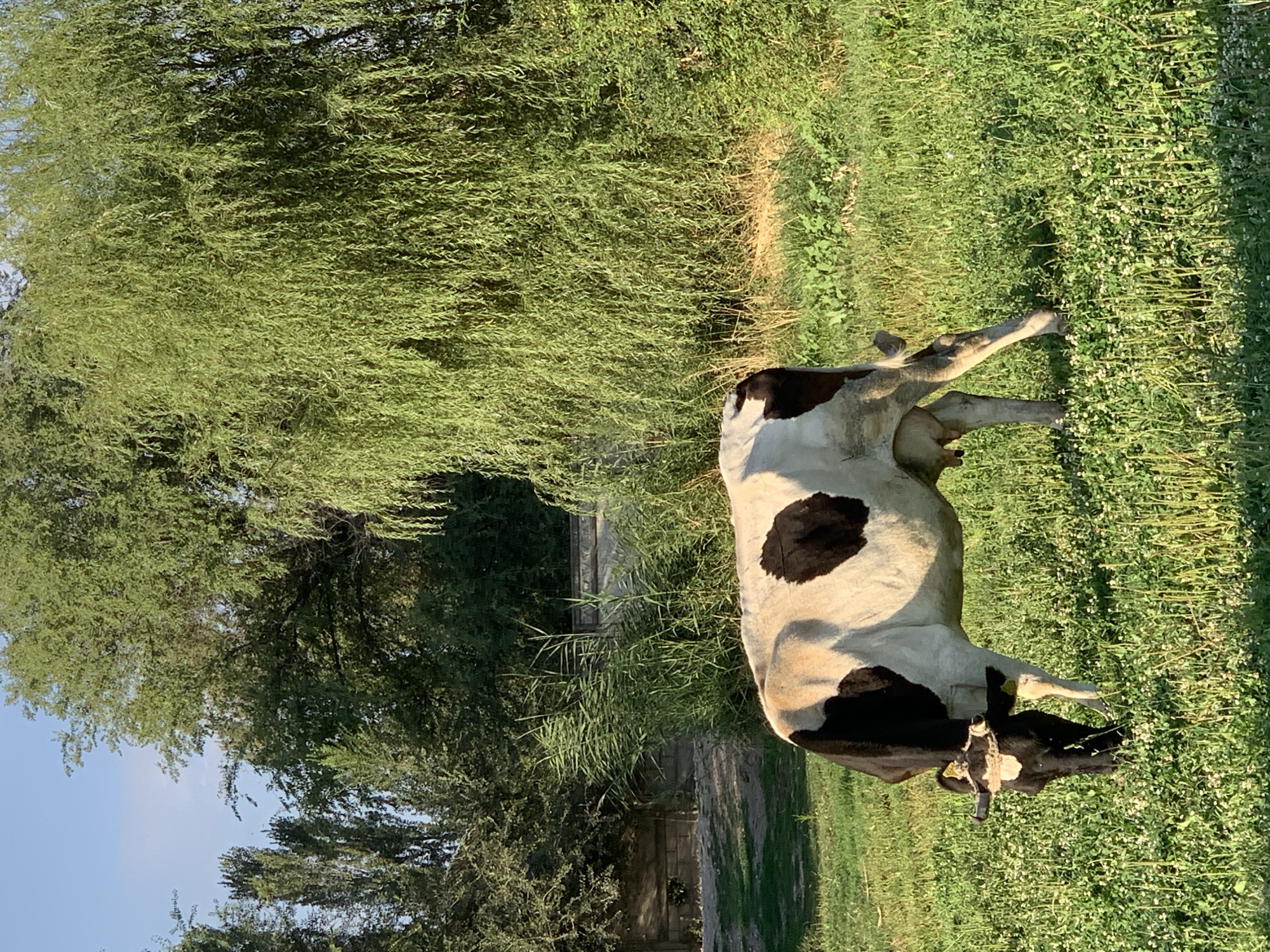 In the city of Komsomolskoe, Kyrgyzstan, a black and white cow grazes in a field of green grass dotted with small white flowers. The cow is positioned in the lower left quadrant of the image, facing right and lowering its head to eat. Its coat is predominantly white with large black patches on its sides and back. The background features a dense line of trees, including a large weeping willow on the right and several tall, slender trees on the left. A low stone wall is visible behind the cow, partially obscured by tall green grass and reeds. The sky above is clear and blue with a hint of white clouds. The lighting suggests it is daytime, with sunlight casting shadows and highlighting the textures of the grass and foliage.