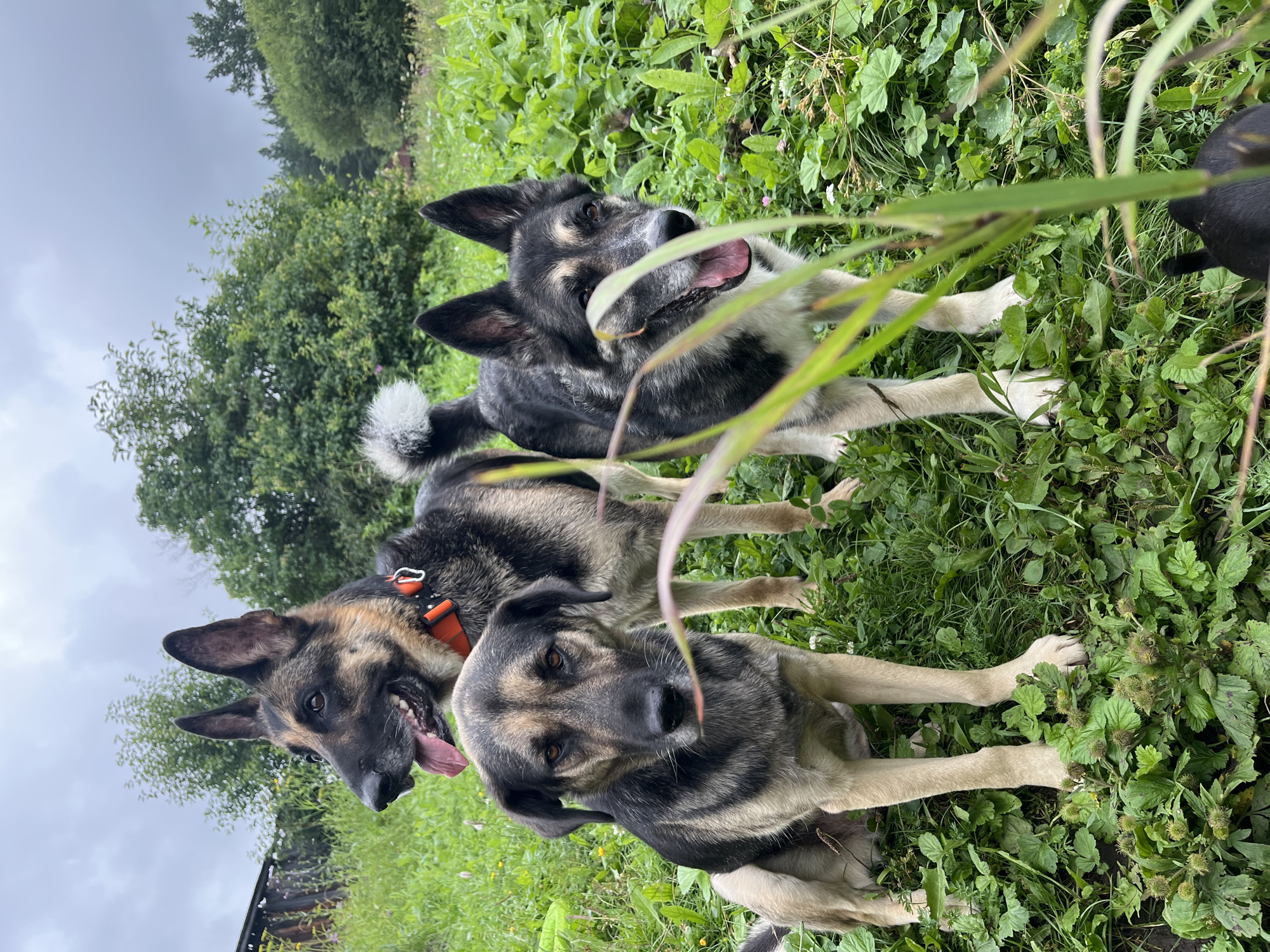 Three dogs are posed in a grassy, outdoor area with trees and a cloudy sky in the background. The dog in the foreground on the left is medium-sized with tan and black fur, sitting down and looking directly at the camera. To its right and slightly behind, a larger German Shepherd-style dog stands with an orange collar, looking to the left with its tongue out. In the right foreground, another medium-large dog with black, gray, and tan fur stands, looking forward with its mouth open and tongue visible. The environment appears to be a natural, rural setting, possibly a yard or park, with lush green vegetation and some scattered wildflowers. The overall atmosphere is casual and natural. There is no visible indication of the city of Nizhny Tagil, Russia, within the image itself.