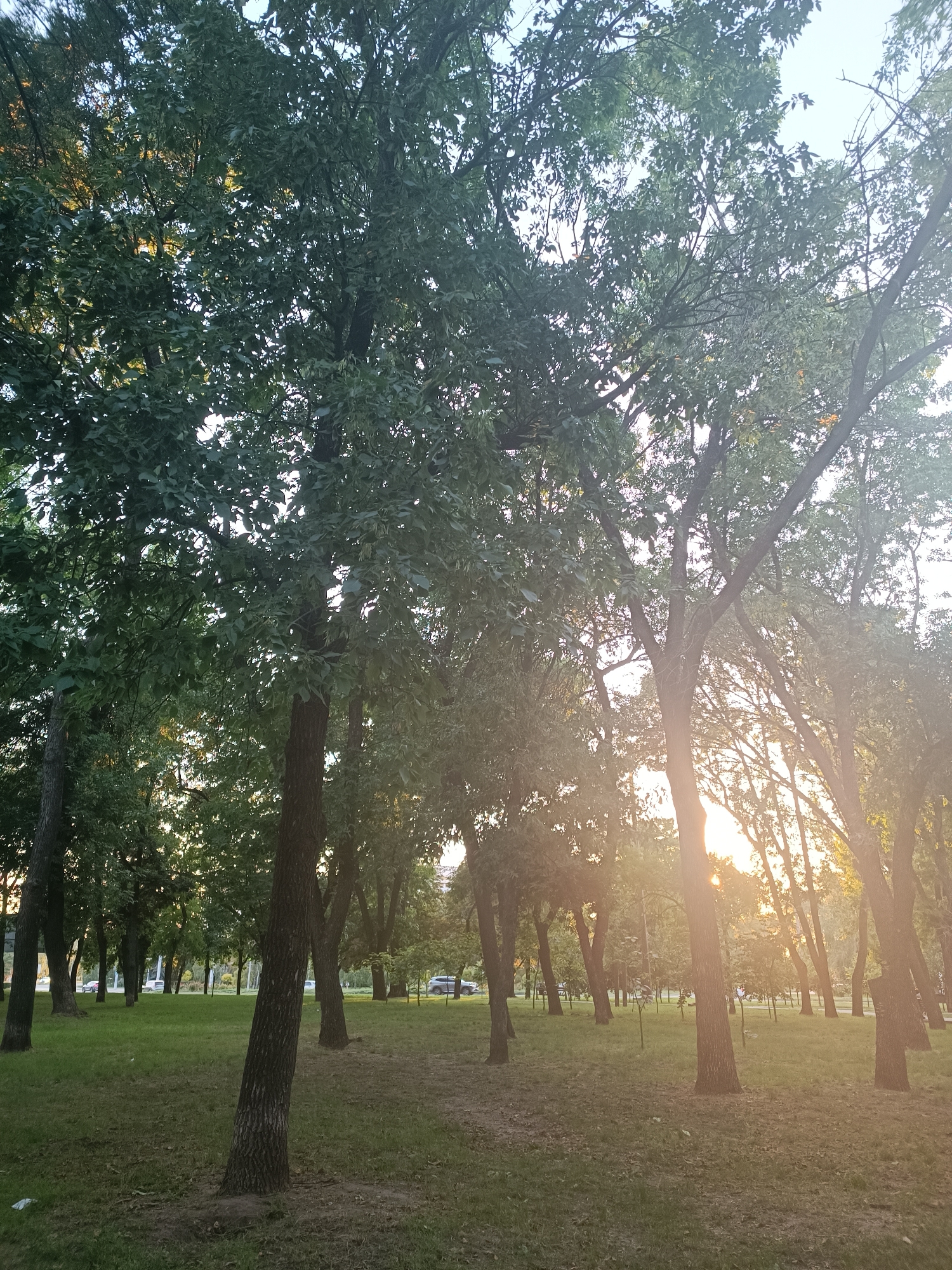 The image depicts a park-like setting with numerous trees and a grassy ground. In the background, there is a road with a few cars and a building. The sun is setting, casting a warm glow through the trees. The scene appears to be in a city park, possibly in Zaporizhzhia, Ukraine, given the context. There are no people visible in the image.