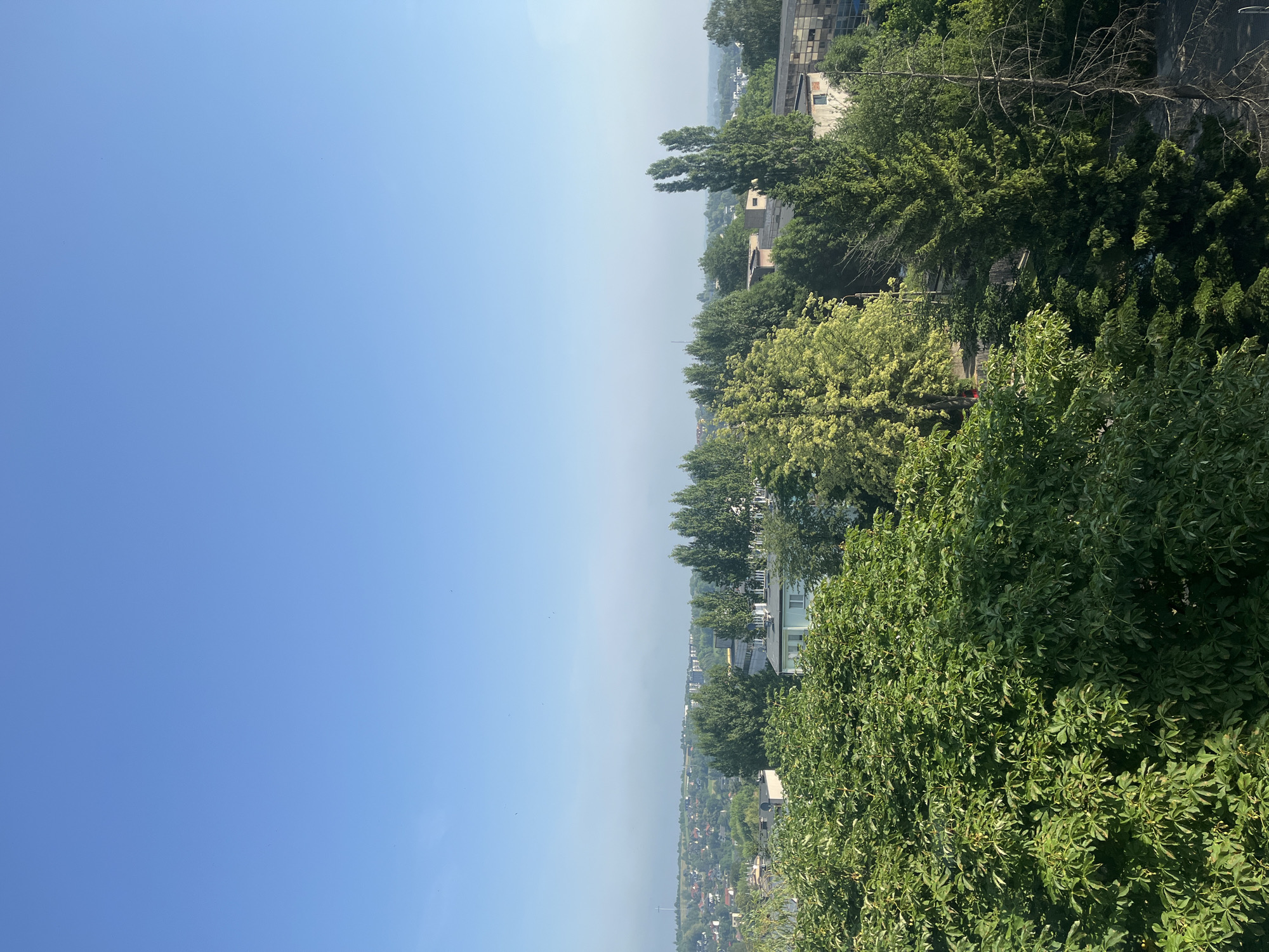The image captures a panoramic view of a city under a clear, pale blue sky. In the foreground, lush green trees dominate the scene, with dense foliage and varied shades of green. Behind these trees, buildings of varying heights and architectural styles are visible, interspersed with more trees. Some buildings appear to be residential, while others might be commercial or industrial.
In the midground, a cluster of tall, slender trees stands out, some with bright green leaves that contrast with the darker greens of the surrounding vegetation. Further in the distance, a hazy cityscape stretches out, with more buildings and rolling hills. The horizon is marked by a faint outline of more distant structures and natural landscapes. The overall impression is one of a vibrant, urban environment surrounded by greenery, bathed in the bright light of daytime. There are no people visible in the image.