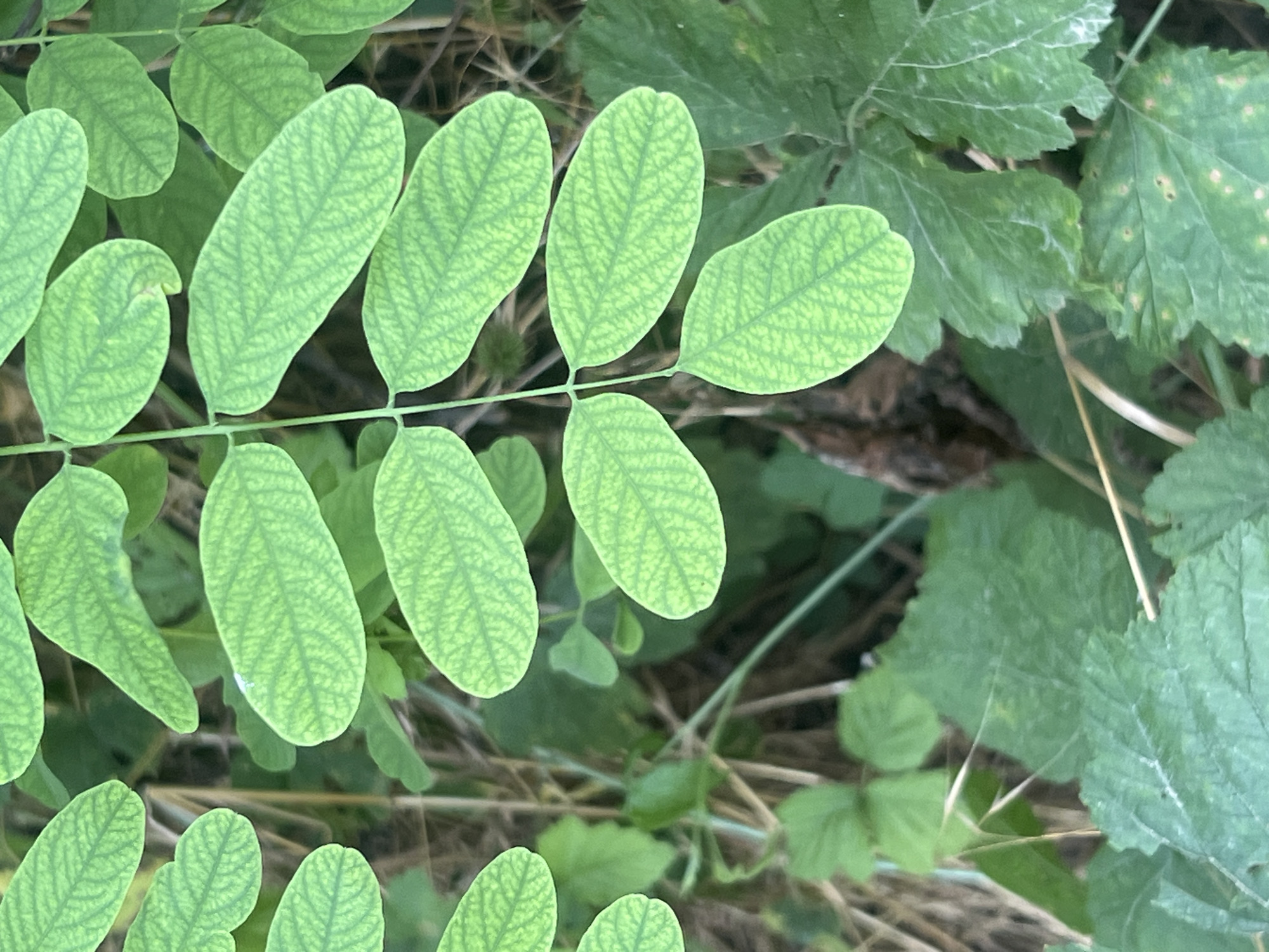 The image shows a close-up view of light green leaves with a distinct network of darker veins, characteristic of a plant like acacia. The leaves are oval-shaped and appear to be arranged in pairs along a stem. The background consists of darker green foliage and dry grass or straw, suggesting an outdoor, natural setting. The lighting is soft, indicating it might be an overcast day or late afternoon. There are no people, animals, or objects other than the plant life visible. The focus is on the intricate patterns of the leaves, highlighting their texture and vein structure. The overall impression is one of natural growth in a somewhat untamed environment. The location context of Bârnova, Romania, places this scene within a specific geographical area known for its natural landscapes.