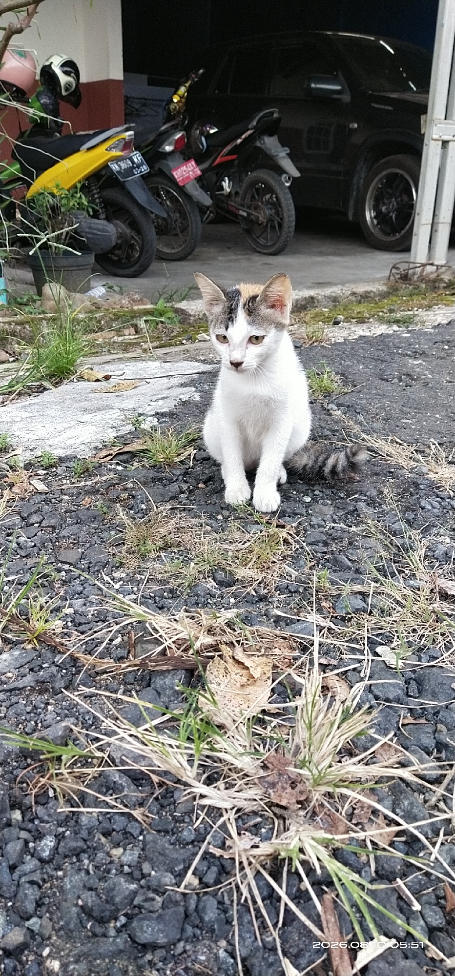 A young calico cat sits on a gravel surface in front of two motorcycles and a dark-colored SUV. The cat has white fur with black and brown patches on its head and a striped tail. It is looking slightly to its left with its ears perked. The motorcycles appear to be parked, and the SUV is also stationary. The environment is outdoors, with some dry grass and leaves scattered on the ground. The scene is likely in an urban or semi-urban area, possibly a residential yard or parking area, in Matabu, Indonesia, given the presence of motorcycles and the overall setting. The time stamp "2026.08.10 05:51" is visible in the lower right corner of the image.