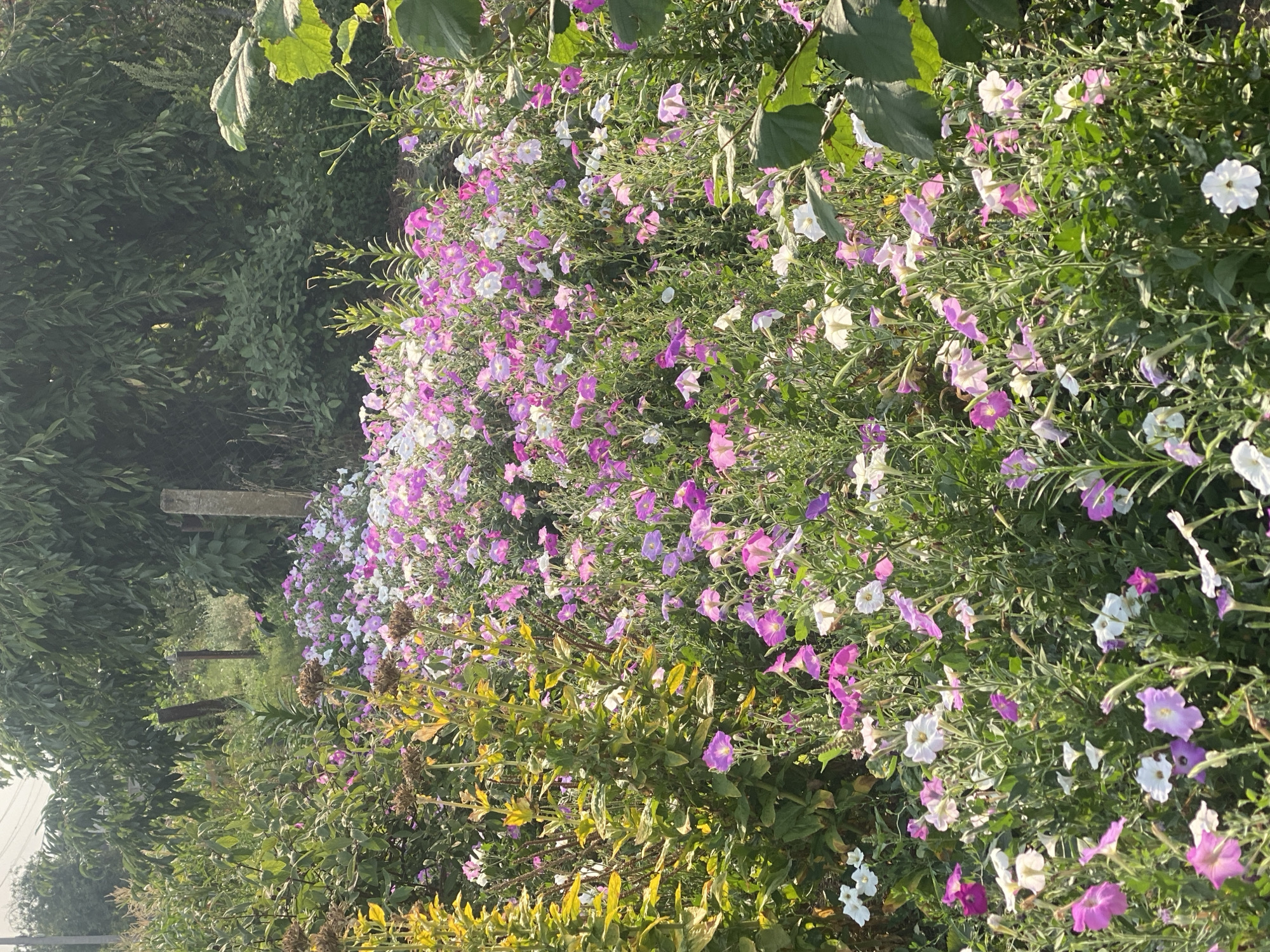 The image shows a garden with numerous pink, white, and purple petunias in bloom, interspersed with green foliage and some dry, brown seed heads of another plant in the foreground. The garden is located in Ustyvytsia, Ukraine. In the background, there is a line of trees, a wooden fence post, and a concrete post, suggesting a rural or semi-rural setting. Sunlight illuminates the flowers, creating a bright and natural scene. There are no people or animals visible in the image.