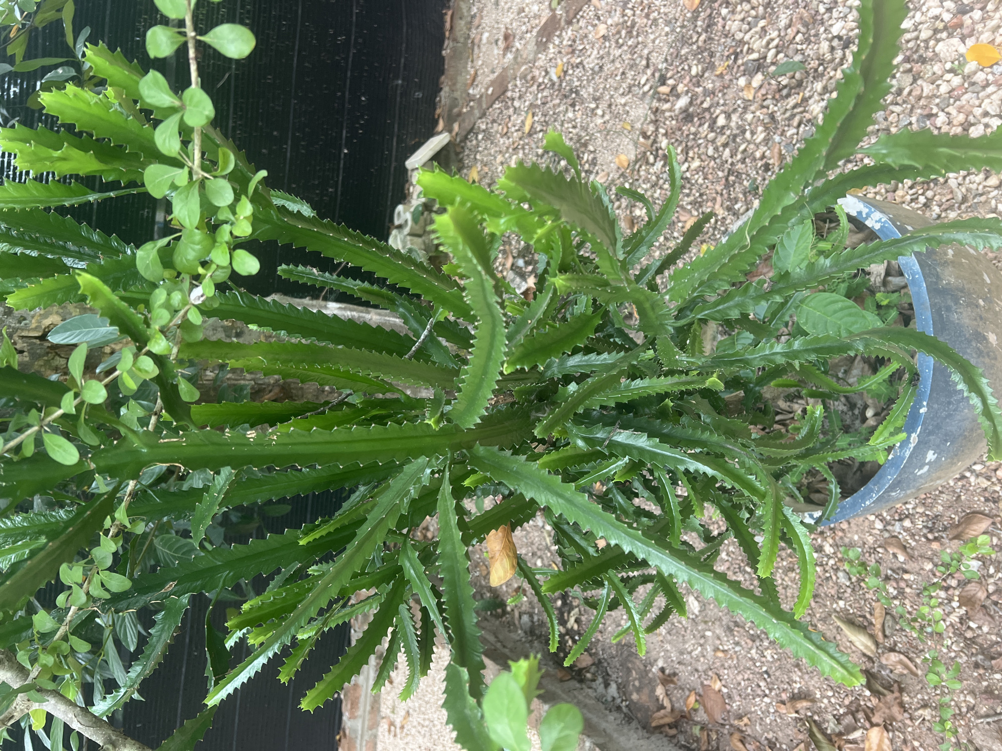 A medium shot shows a succulent plant with thick, green, segmented stems, likely in a pot. The plant has a rough, woody texture in some areas and sharp, serrated edges along the stems. Small green leaves are visible growing on thinner branches interspersed with the succulent. The background consists of gravel, dried leaves, and a dark fence. The scene appears to be outdoors, in what could be a garden or yard in Demanhandiya, Sri Lanka. There are no people or animals present.