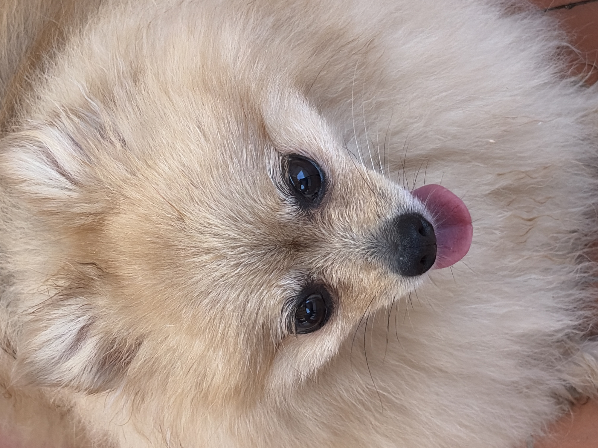 The image is a close-up, top-down shot of a Pomeranian dog. The dog has light brown fur and is looking downwards with its pink tongue slightly out. The background is out of focus and appears to be a patterned surface, possibly a floor. There are no humans or other discernible objects or environmental features visible. The image does not contain any information that would allow for its location to be identified as Torrevieja, Spain.