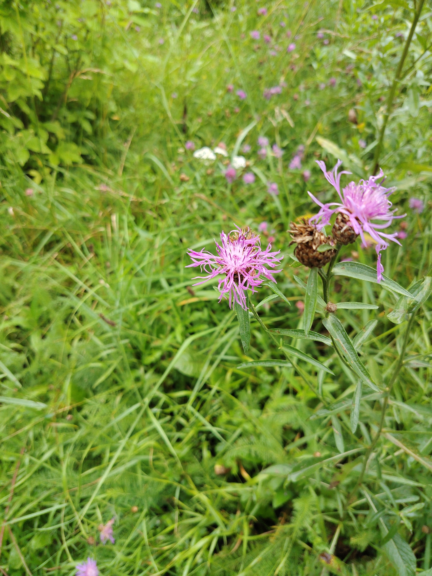 In a natural setting within Balashikha, Russia, two pink thistle-like flowers are in focus. The flower on the left is in full bloom with delicate, spiky petals. The flower on the right is also in bloom, with some of its petals slightly wilted, and is accompanied by a dried seed head. Green foliage and grass fill the background, with more small purple flowers scattered throughout. The lighting suggests an overcast day.