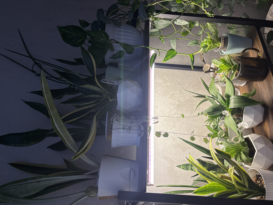 The image depicts an indoor two-tiered plant display in Pavlovsky, Russia, featuring a variety of potted plants arranged on dark wood shelves against a light-colored, textured wall. No individuals are present.
On the upper shelf, multiple snake plants (Sansevieria species) are visible in white pots. From left to right: a tall green Sansevieria in a white self-watering pot, a variegated Sansevieria in a white ribbed pot with a String of Hearts (Ceropegia woodii) trailing down, another variegated Sansevieria in a white geometric pot, and a Pothos plant with trailing vines in a white ribbed pot. A horizontal LED grow light bar is mounted beneath the upper shelf, emitting a cool white light downwards.
The lower shelf holds an assortment of plants, also primarily in white pots. From left to right: a variegated Sansevieria in a white ribbed pot, a small green plant in a white geometric pot, another small green plant in a white geometric pot, a plant in a clear glass mug, and a plant in a light blue cylindrical pot. Additional trailing Pothos vines extend from the right side of the frame. The overall lighting suggests an indoor environment where natural light may be supplemented by the grow light.