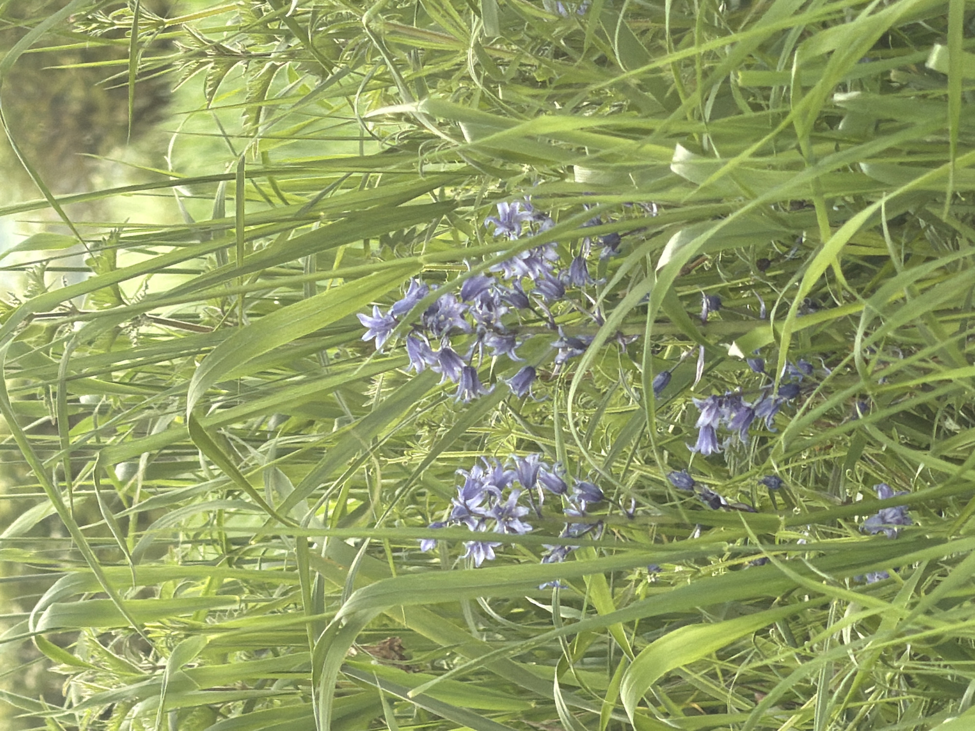 The image shows a patch of bluebells growing amongst long green grass. The scene is in an outdoor, natural environment, presumably in the city of Pity Me, United Kingdom. There are no people visible. The primary objects are the bluebells and the grass, which are intermixed. There are no visible actions or interactions occurring in the frame. The environment is verdant and suggests a natural setting.