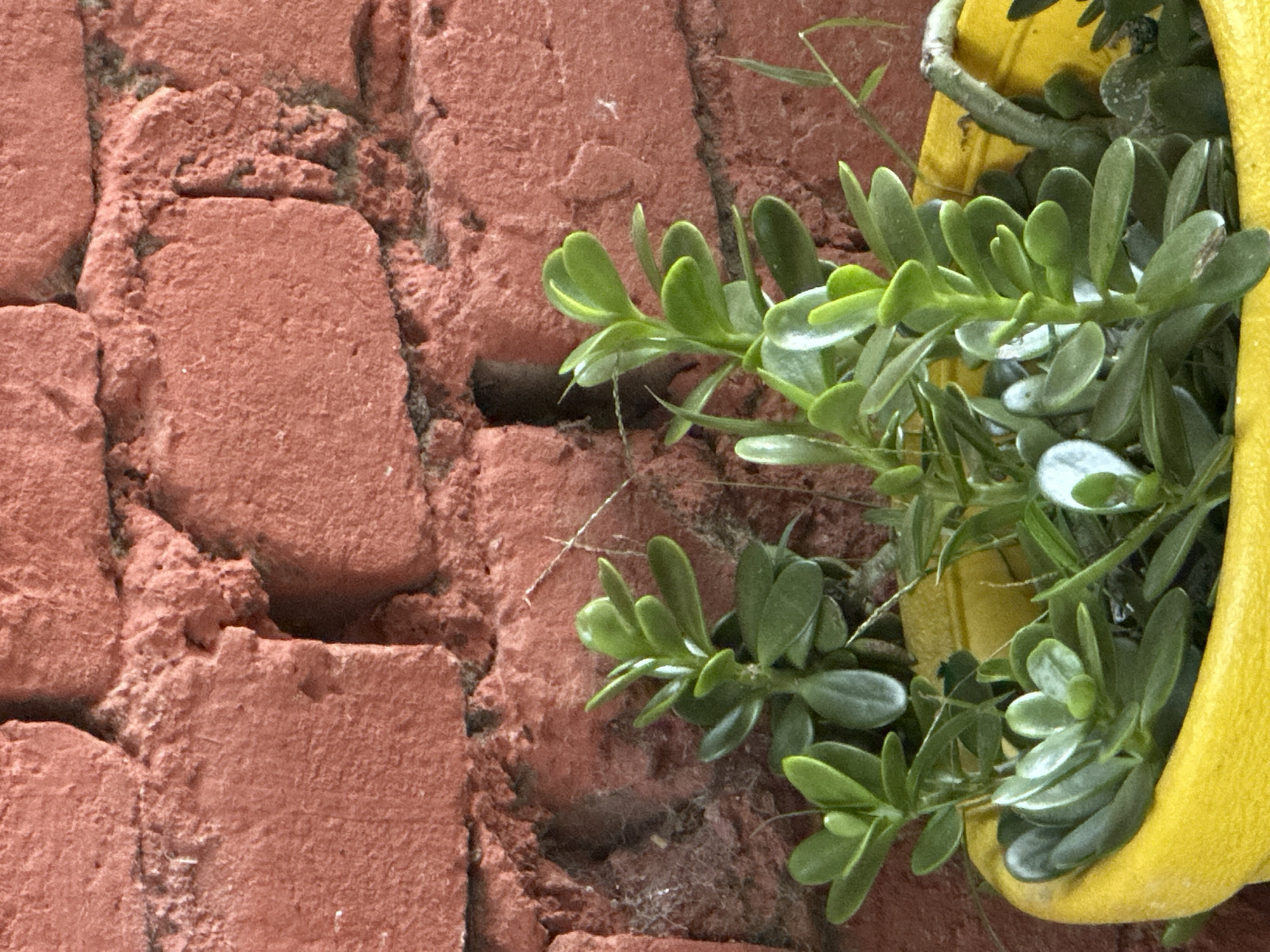 A close-up, medium shot captures a bright yellow potted plant with plump green leaves, nestled against a textured, reddish-orange brick wall. The wall, composed of roughly cut bricks, exhibits a slightly weathered appearance with visible grout lines and some darker patches suggesting age or moisture. One brick has a noticeable irregular hole or crevice, adding to the rustic feel of the wall. The plant, with its succulent-like leaves, is the primary subject, appearing healthy and vibrant. Several stems branch out from the base, with leaves clustered along them. A few dry, thin grass-like stems are also visible amongst the foliage, and some faint cobwebs are present on the brick surface. The lighting appears to be natural, casting subtle shadows and highlighting the glossy texture of the leaves. The scene evokes a sense of simple, outdoor greenery against an urban backdrop. The location of Haini, India, is not visually represented in this image; the provided image is a general scene and does not contain any elements that specifically indicate its location within Haini or any other city.
