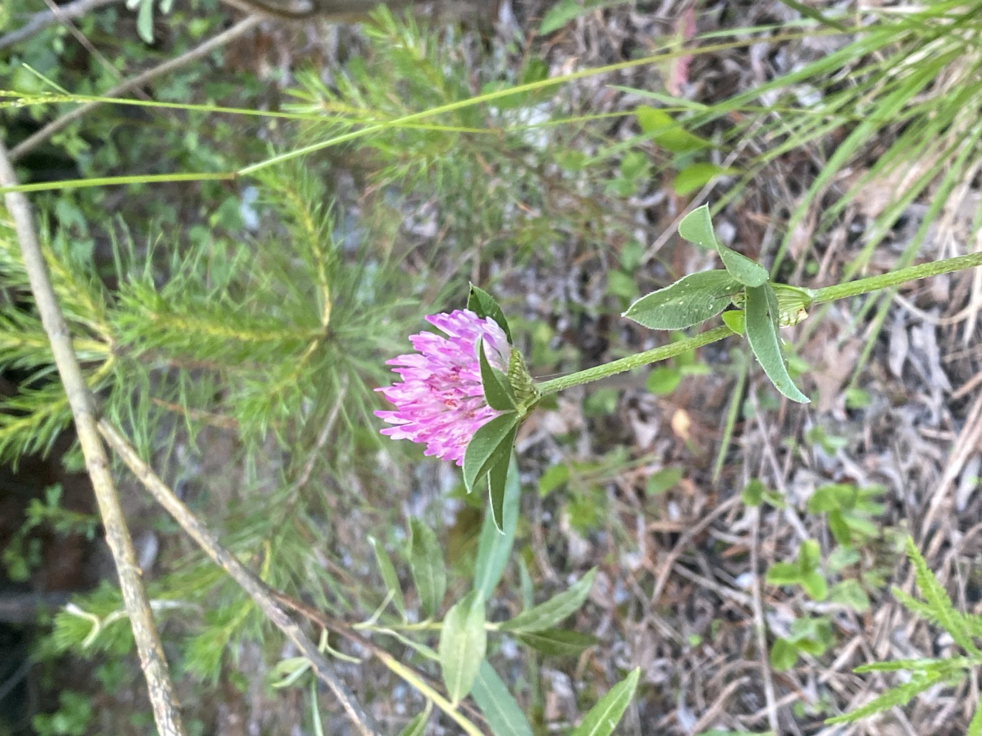 A close-up, eye-level shot focuses on a single pink clover flower. The flower's head is composed of numerous small, delicate petals and is supported by a green stem with two visible trifoliate leaves. The background is blurred, showing green pine needles, dry grass, and fallen branches, suggesting a natural, outdoor environment. The lighting appears to be natural daylight. The image does not contain any people or any identifiable landmarks that would indicate its location in Yekaterinburg, Russia.