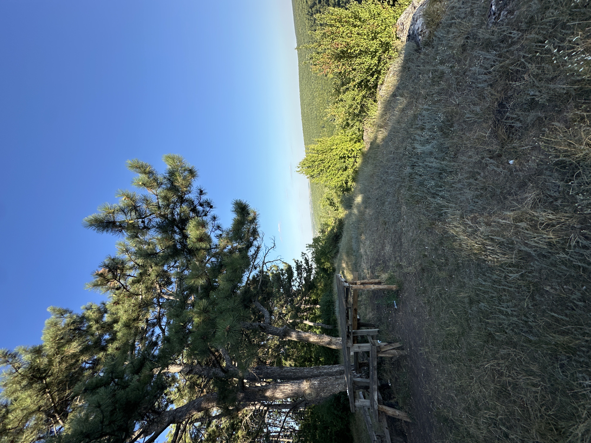 A rustic wooden picnic table and benches sit on a grassy area next to a large pine tree. The table and benches appear to be weathered and handmade. Beyond the picnic area, the landscape slopes down into a valley covered in dense green forest under a clear blue sky. The area is well-lit by sunlight, casting shadows from the tree and picnic structures. The ground is covered with dry grass and some scattered debris, including two small blue and white cylindrical objects near the base of one of the picnic table legs.
