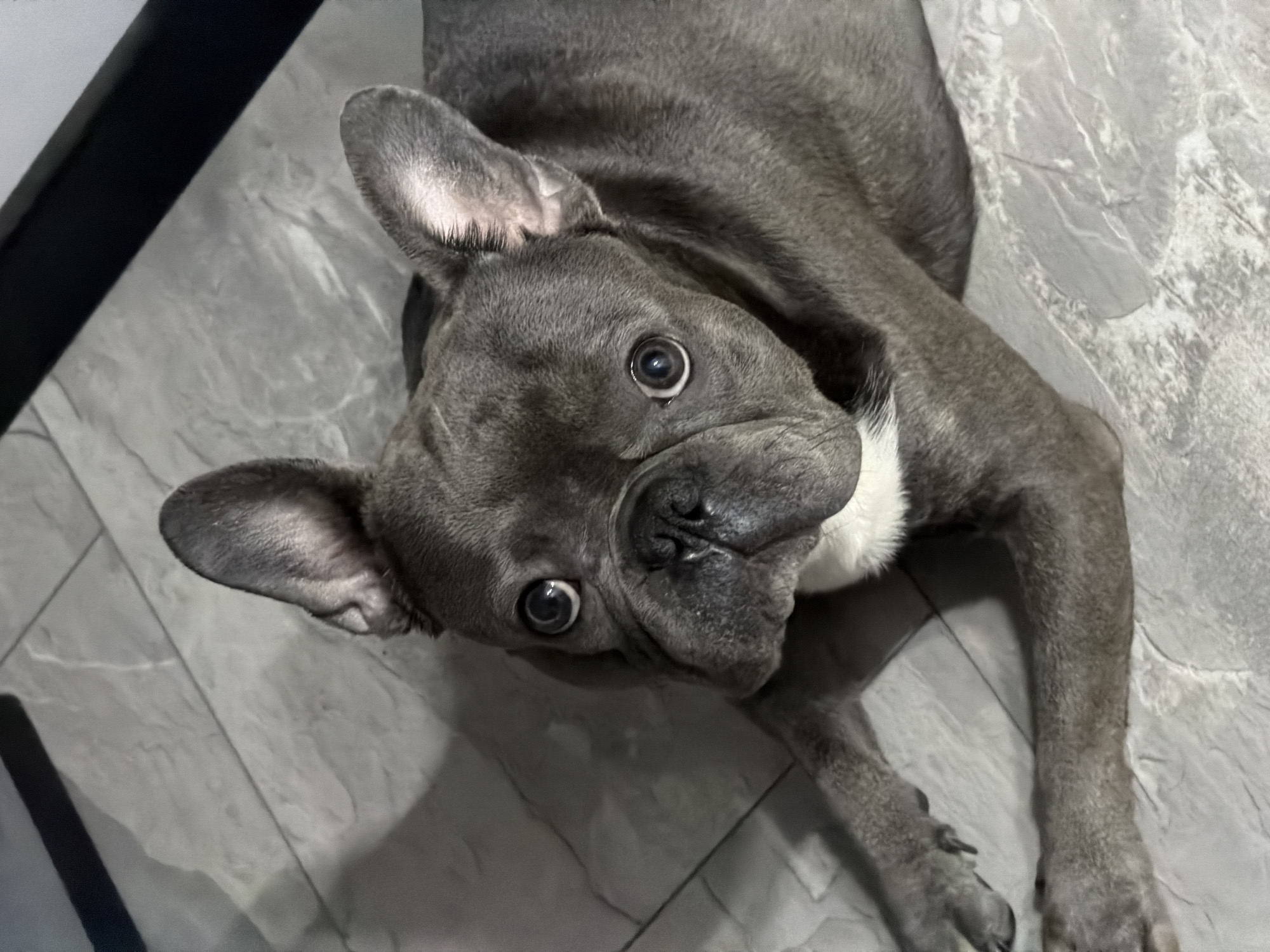 A French Bulldog, with its characteristic bat ears and broad head, lies on a floor with a gray, marbled tile pattern. The dog is facing upwards, with its head tilted and eyes wide, appearing to be looking directly at the camera. Its fur is a solid gray color, with a patch of white fur on its chest. The lighting suggests it might be daytime, with shadows cast on the floor. The dog's pose is relaxed, with its front legs extended. The overall scene is simple, focusing on the dog in its environment.