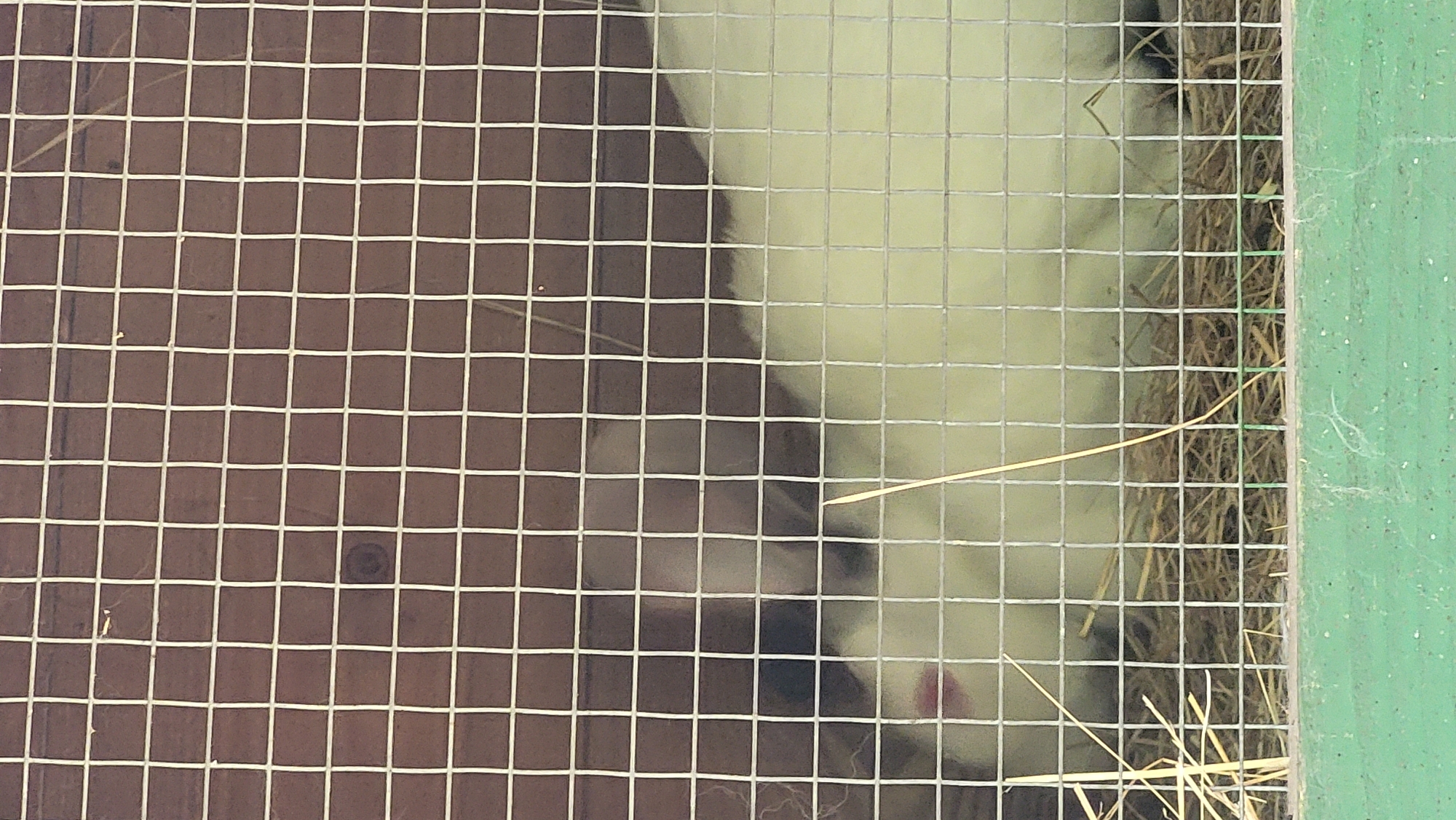 A white rabbit is visible inside a cage in Prešov, Slovakia. The cage has a wire mesh front and a brown wooden back. The floor of the cage is covered with straw. The rabbit is lying down on the straw, and its face is partially visible. Its nose and mouth are pink. The image is taken from a slightly elevated angle, looking down into the cage. The lighting is dim, suggesting it may be indoors or late in the day. The overall impression is one of a domestic animal in a contained environment.