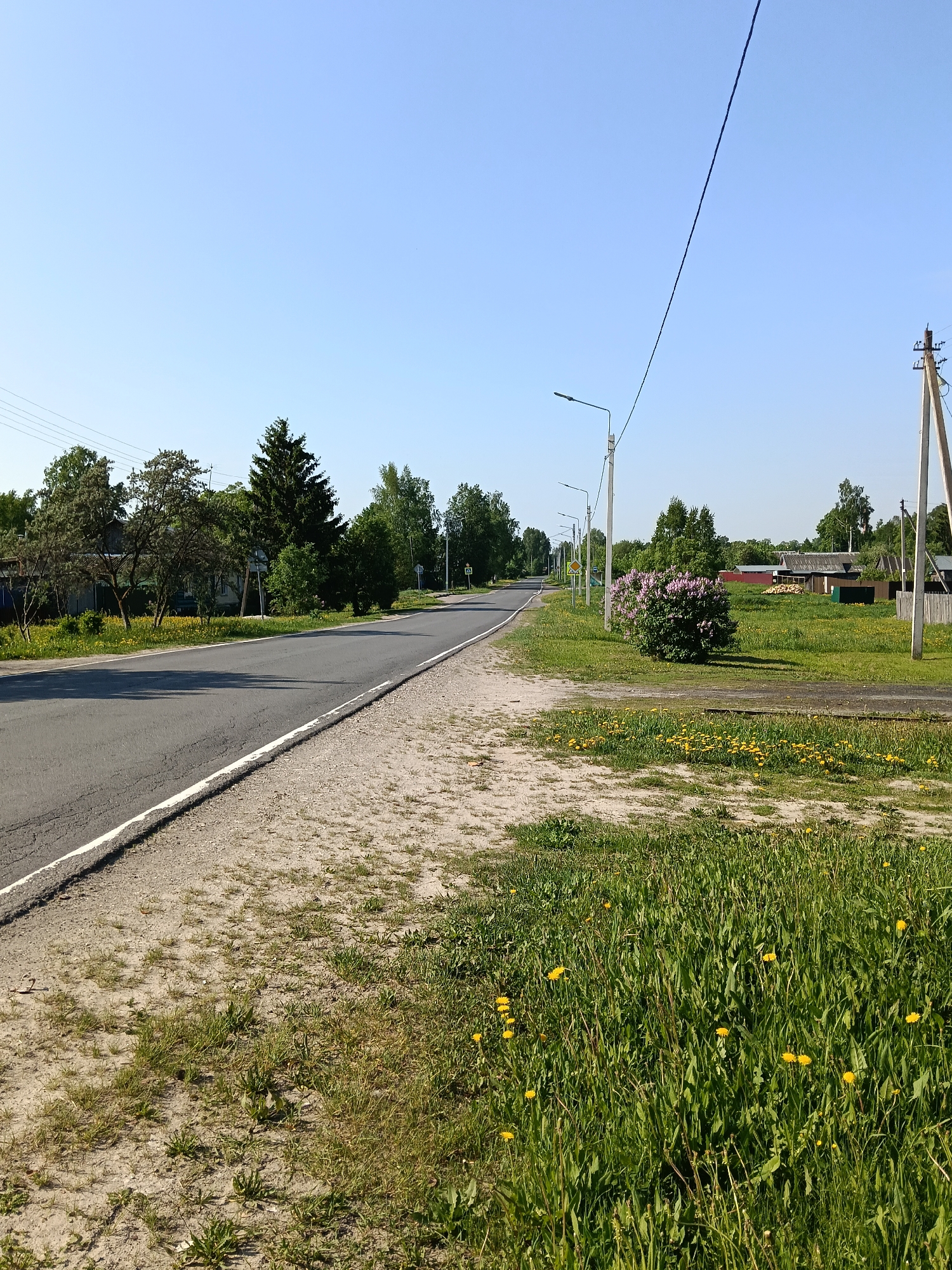 A view of a road in the village of Krasny Mayak, Russia, is visible in the image. The road is black asphalt with white edge markings. The road is flanked by a sandy verge transitioning into grassy areas with scattered dandelions. Streetlights line the right side of the road, and utility poles are visible. Vegetation, including trees and bushes, borders the road. A lilac bush is in full bloom on the right side. The sky is clear and blue. Buildings, including small houses, are visible among the trees. A road sign indicating a pedestrian crossing is visible in the distance. The weather appears to be sunny.