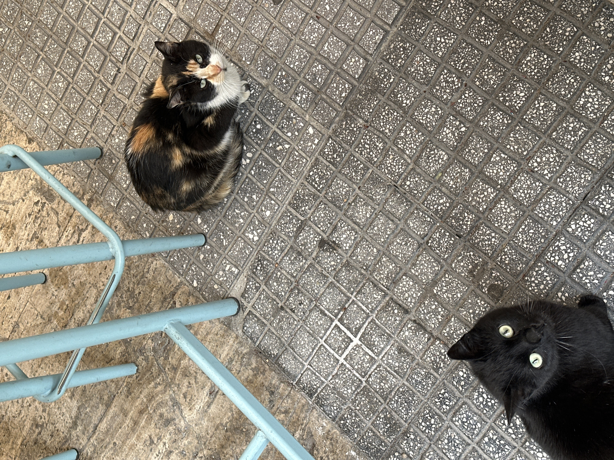 The image shows two cats on a patterned gray and white tiled surface. In the upper left, a calico cat sits near the bottom of a light blue metal chair. In the lower right, a black cat lies on its back. The setting is in the city of Serres, Greece.