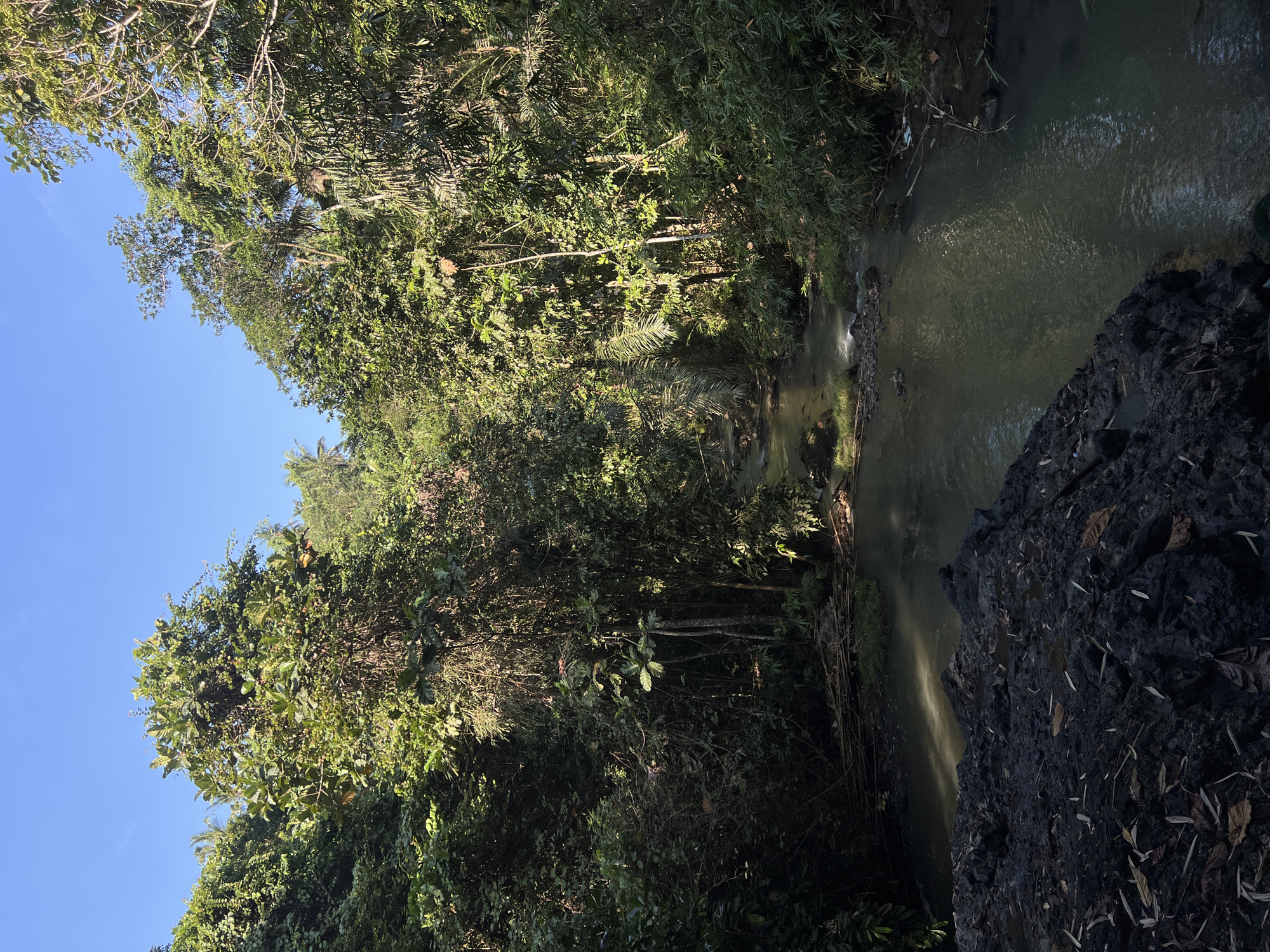 The image depicts a serene natural landscape. A narrow, calm river flows through a dense, lush forest. Sunlight filters through the thick canopy of trees, casting dappled patterns on the water and the forest floor. The riverbanks are lined with vibrant green foliage, including tall trees, smaller plants, and some bamboo. In the foreground, to the left, a dark, rocky formation is visible, partially covered with dry leaves. The water itself appears murky and reflects the surrounding greenery. The sky above is a clear, bright blue. The scene suggests a tranquil, untouched natural environment, likely a tropical setting given the vegetation. This location could be a part of the natural environment surrounding the city of Kerambitan in Indonesia, known for its agricultural landscapes and some natural attractions. There are no people, animals, or man-made structures visible in the image.