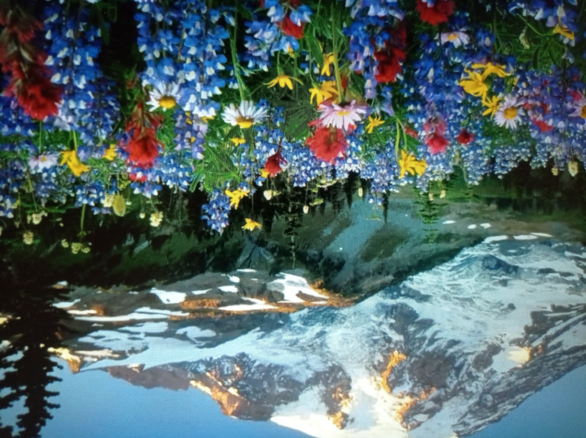 This is a landscape photograph featuring a snow-capped mountain in the background, with a field of colorful wildflowers in the foreground. The mountain is large and imposing, with patches of snow and ice visible on its slopes. The sky is clear and blue. The foreground is densely packed with a variety of wildflowers in shades of blue, red, yellow, and white. Some green foliage and trees are also visible. The image appears to be taken on a sunny day. There are no people or any urban elements, thus it cannot be placed in Mukachevo, Ukraine.