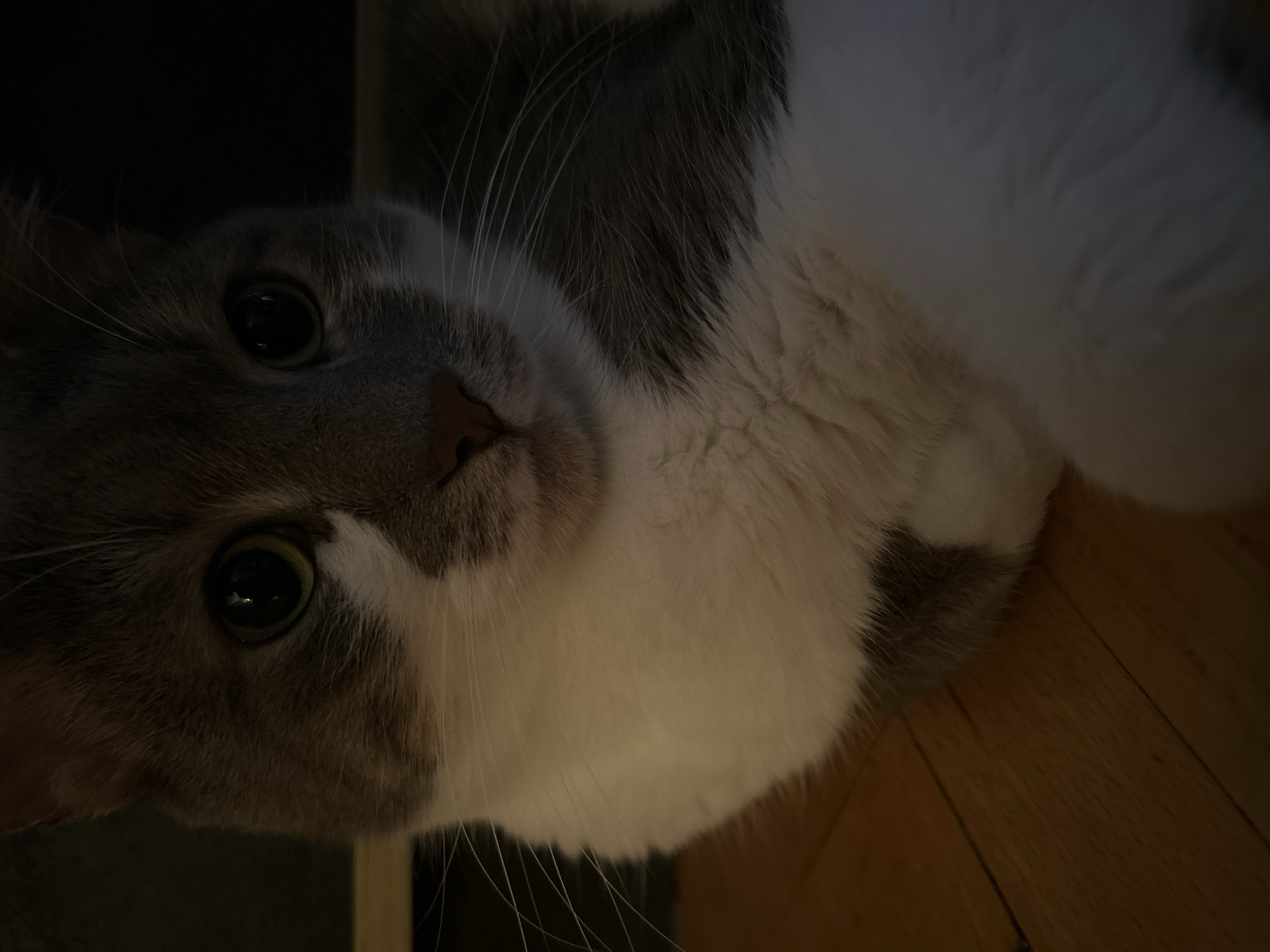 A close-up, head-on shot of a grey and white cat is presented. The cat's face is illuminated, with its green eyes looking directly at the camera. A patch of white fur extends from its nose up between its eyes, and the rest of its face is grey. The cat's body is visible, predominantly white with grey patches. It appears to be lying down on a wooden floor, which has visible grain and is lit by an unseen light source from the left, casting subtle shadows. The background is dark and indistinct, with some faint horizontal lines suggesting shelving or furniture. The image is composed in a portrait orientation. There is no indication of the city of Sofia, Bulgaria.