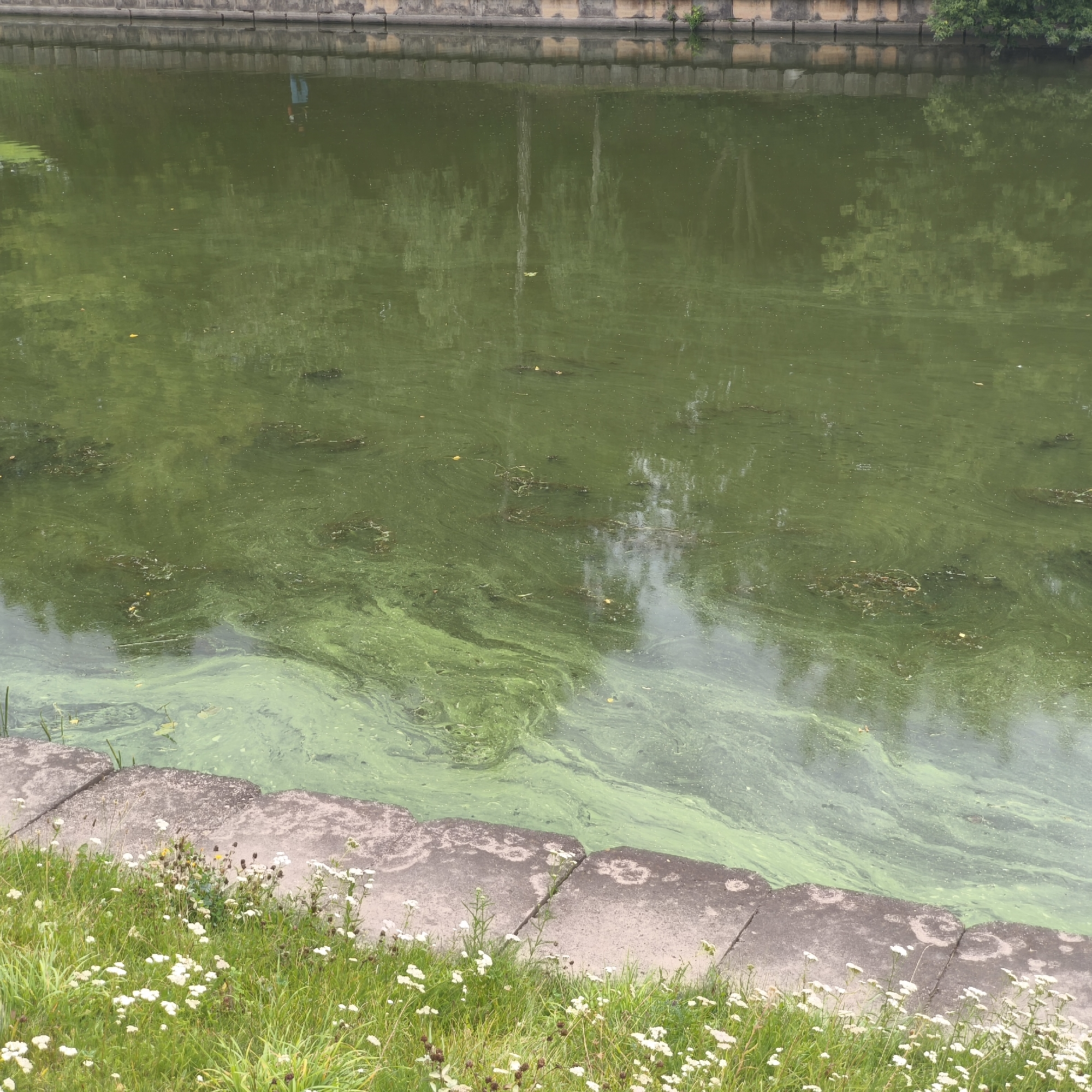 This image captures a section of a body of water, likely a canal or pond, with a prominent green algal bloom covering a significant portion of its surface. The water is a murky green, with swirling patterns of denser algae accumulation, particularly in the foreground. On the left bank, there is a concrete embankment topped with grass and scattered small white wildflowers and some brown seed heads. The reflection of trees and possibly a structure can be seen on the water's surface. The upper edge of the image shows a stone or concrete wall, suggesting an urban or park setting. The scene appears to be outdoors on an overcast or hazy day, given the diffused lighting.
While the image itself does not provide specific indicators of location within Minsk, Belarus, such bodies of water with algae blooms can be found in various parks and along waterways in the city, such as the Svislach River or canals within the Loshitsa Park or Gorky Park.