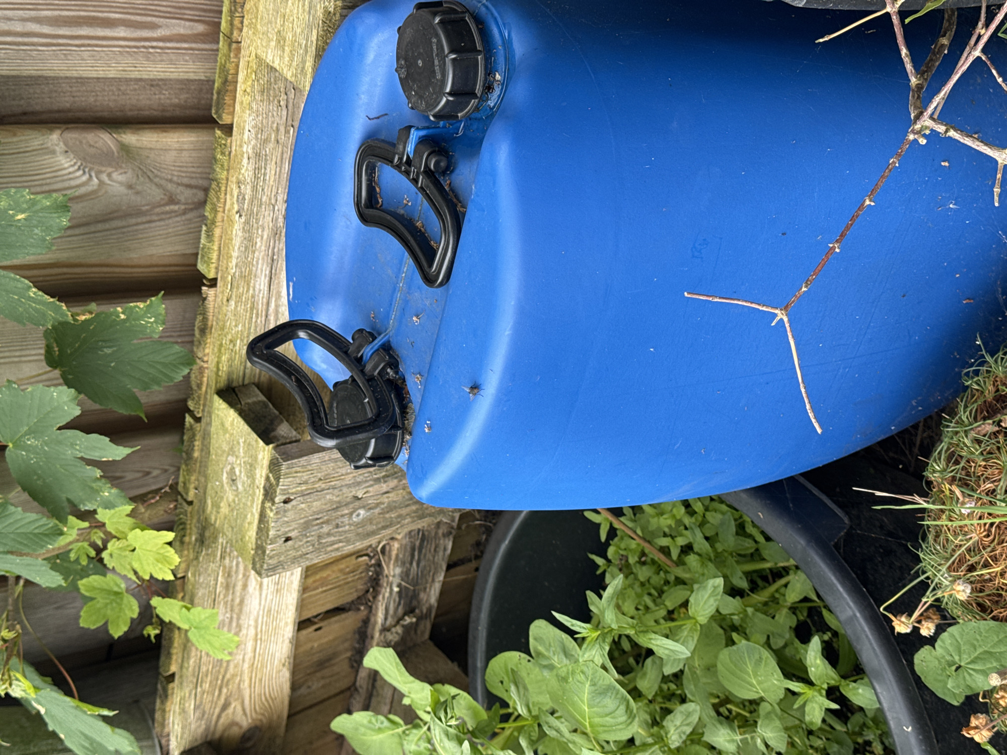 The image depicts an outdoor scene featuring a large, royal blue plastic container positioned in the lower right quadrant. The container's top surface features two black plastic carrying handles and a single black screw-top cap on the far right. A small, dark-bodied fly is resting on the top surface of the blue container. In the background, a weathered wooden fence with vertical planks and horizontal support beams is visible; some wood displays green moss or algae. Lush green foliage from various plants, including some brighter green new growth, is present against and above the fence, and also within a black plastic planter located in the mid-ground left. The bottom left foreground shows dry, light-brown vegetation resembling straw, along with a few dried floral remnants and sparse green shoots. A slender, bare, brown woody branch extends diagonally from the lower left across the blue container. The scene is illuminated by natural light, in the city of Unknown, Unknown.