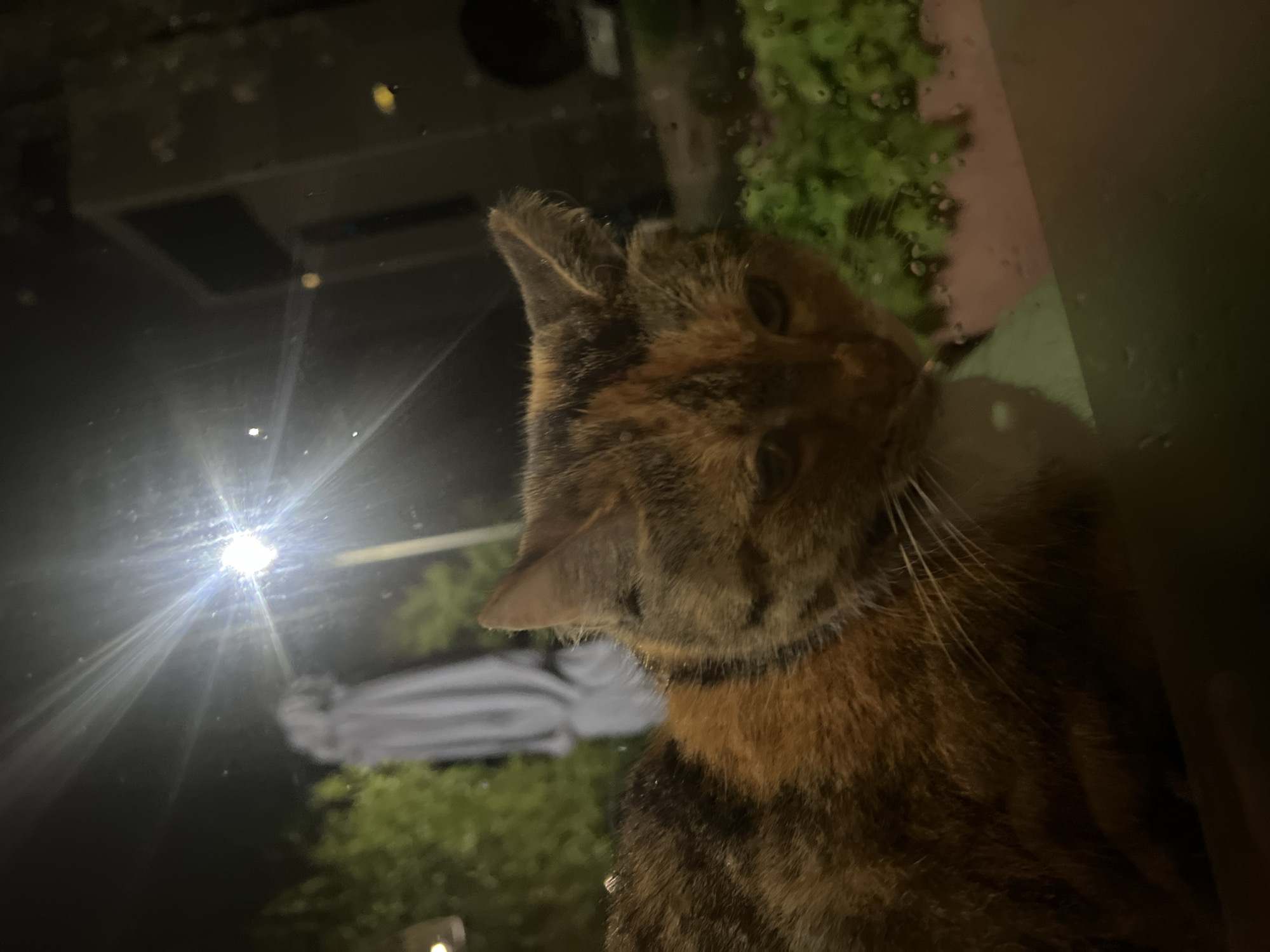 A close-up, low-angle shot depicts a calico cat with its face and upper body in focus. The cat appears to be near a window. Outside the window, a streetlight shines brightly, creating a starburst effect in the reflection. Green foliage and part of a statue or monument are visible in the background. The environment is dark, suggesting nighttime. The location in the city of Sevlievo, Bulgaria, is not discernible from the image.