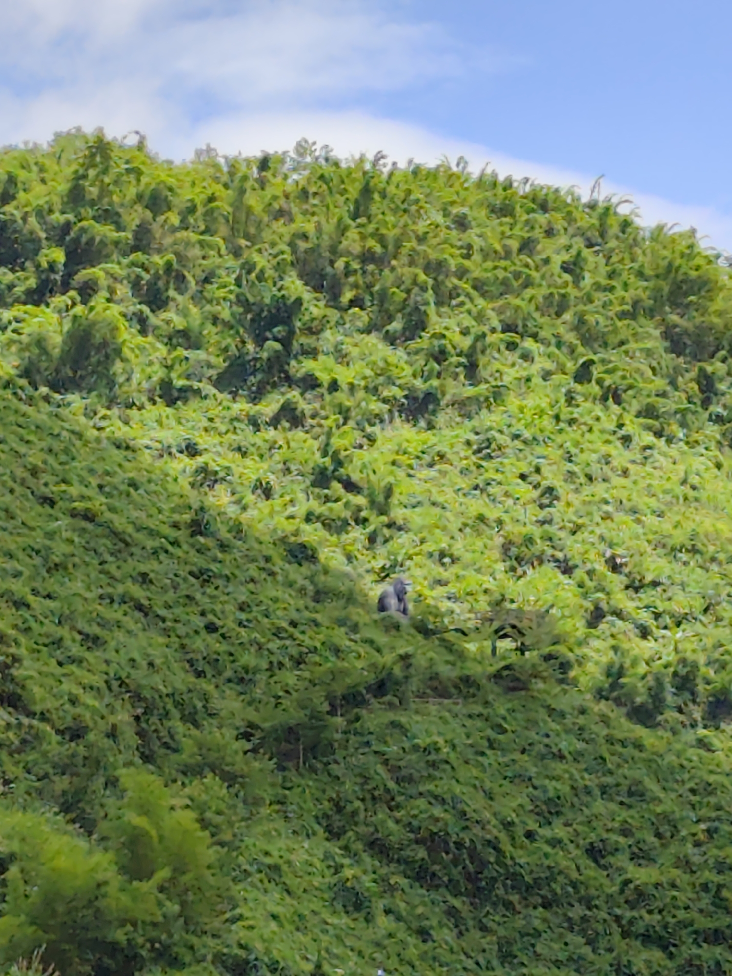 A low-angle, medium shot captures a lush, green hillside densely covered with foliage, likely a forest or jungle. The sun is shining, casting a bright light on the vegetation. In the lower-left quadrant of the image, a single gorilla is visible, perched on a branch amidst the greenery. The gorilla is dark gray and appears to be resting. The sky above is a clear blue, with a few wispy white clouds scattered across it. The scene is natural and serene, with no signs of human presence or activity other than the observed gorilla.