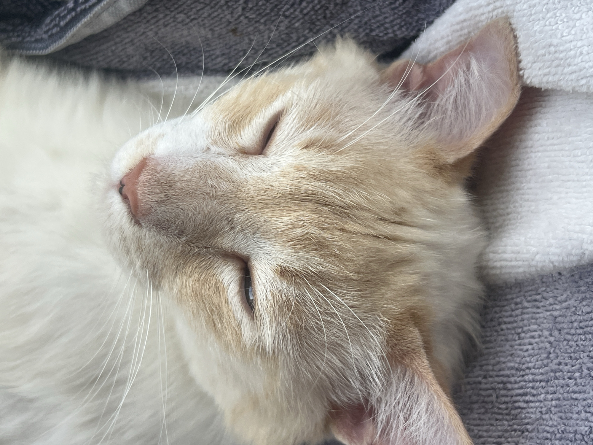 The image shows a close-up, upside-down view of a sleeping orange and white cat. The cat's head is tilted back, with its eyes closed and its nose slightly visible. Its white whiskers are prominent. The cat is lying on a textured surface that appears to be a blanket or towel, with visible stripes of gray, white, and possibly blue. The background is out of focus. The location of Sochi, Russia is not determinable from the image.
