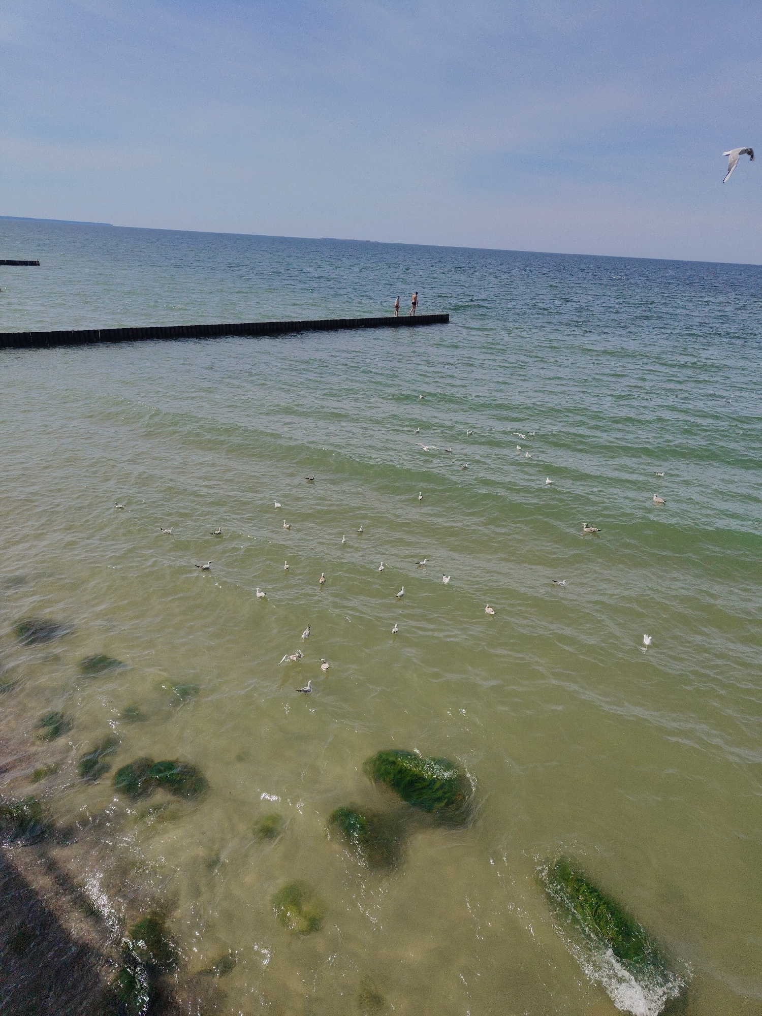 A wide-angle, eye-level shot captures a serene seascape on a clear day. The sky is a pale blue, meeting the deep blue of the sea at the horizon. In the foreground, the shallow, greenish water reveals large, submerged rocks covered in dark green algae. Waves gently lap at the shore. A wooden breakwater, constructed of dark, evenly spaced vertical posts, extends horizontally across the middle ground of the image, with two small human figures standing on it. Numerous seagulls are scattered across the water's surface and in flight. The location is the Baltic Sea coast near Zelenogradsk, Russia.