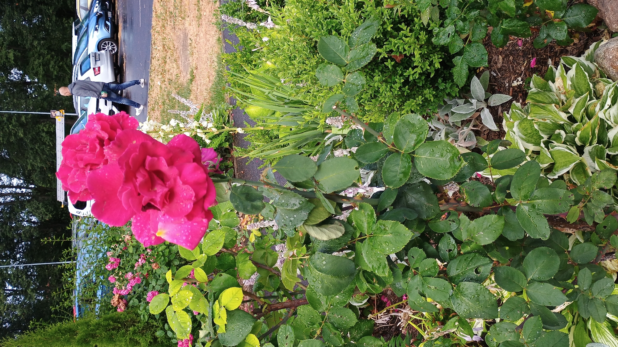 An outdoor full shot in Sokolov, Czechia, shows a close-up of a vibrant pink rose bush with water droplets on its leaves. The rose is in the foreground and is in bloom with two large flower heads. In the background, parked cars are visible, and a man in a grey hoodie and jeans is walking past them on a wet asphalt surface. Further in the background, a dense line of trees forms a natural backdrop. The scene appears to have recently experienced rain, evidenced by the water droplets on the foliage and the damp ground.