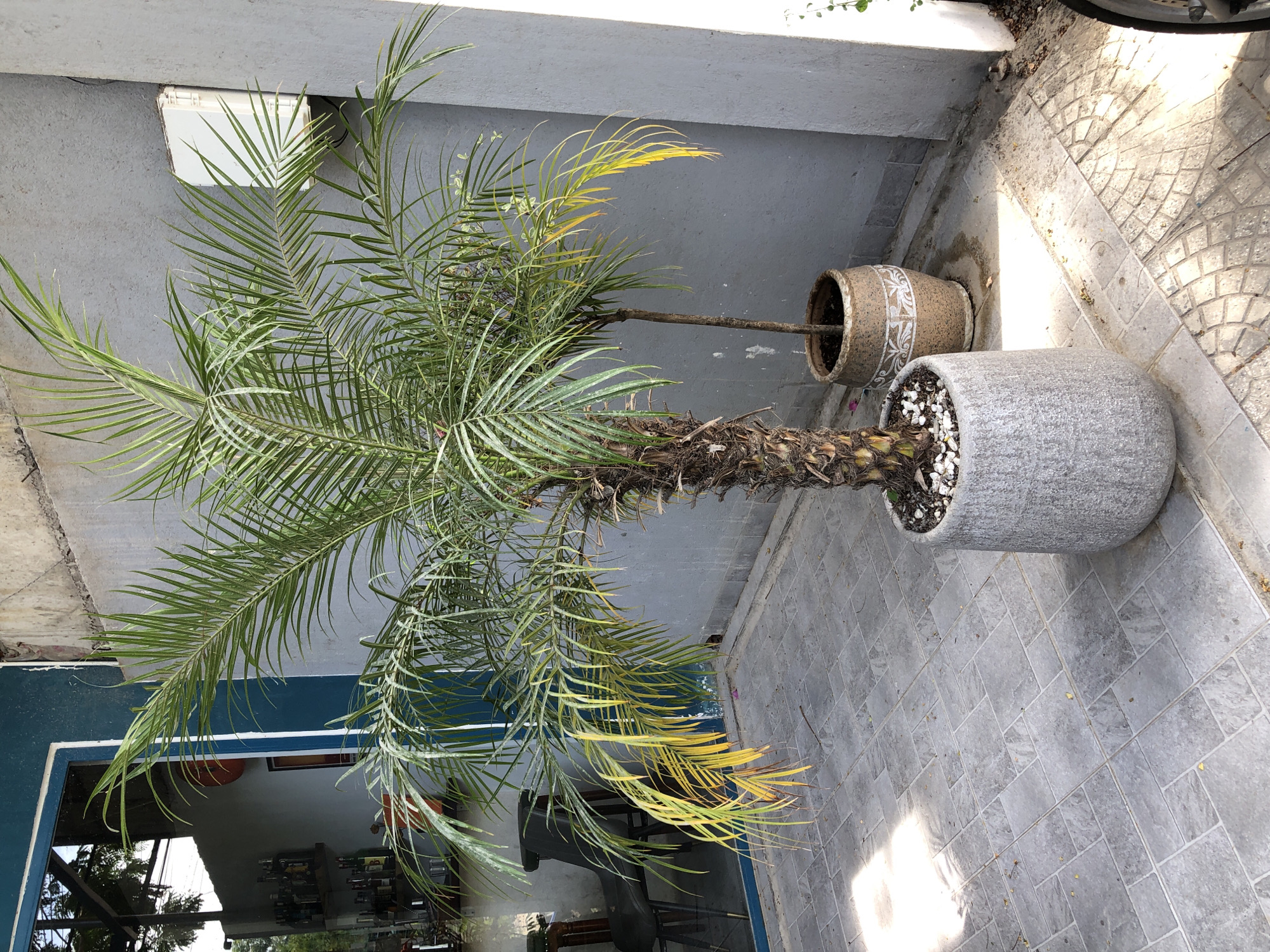 The image captures an outdoor scene in the city of Đà Nẵng, Vietnam, featuring two potted palm trees on a tiled patio. In the foreground, a large, textured grey pot contains a prominent palm tree with lush green fronds and some yellowing lower leaves. To the right, a second, taller and thinner palm tree grows from a decorative, light-colored ceramic pot adorned with a white, swirling pattern. The background reveals a weathered grey wall and a glimpse of an interior space with shelves holding bottles, suggesting a bar or shop. The tiled ground is a mix of square and rectangular tiles laid in a mosaic pattern, with some scattered dry leaves. Sunlight casts distinct shadows across the patio.