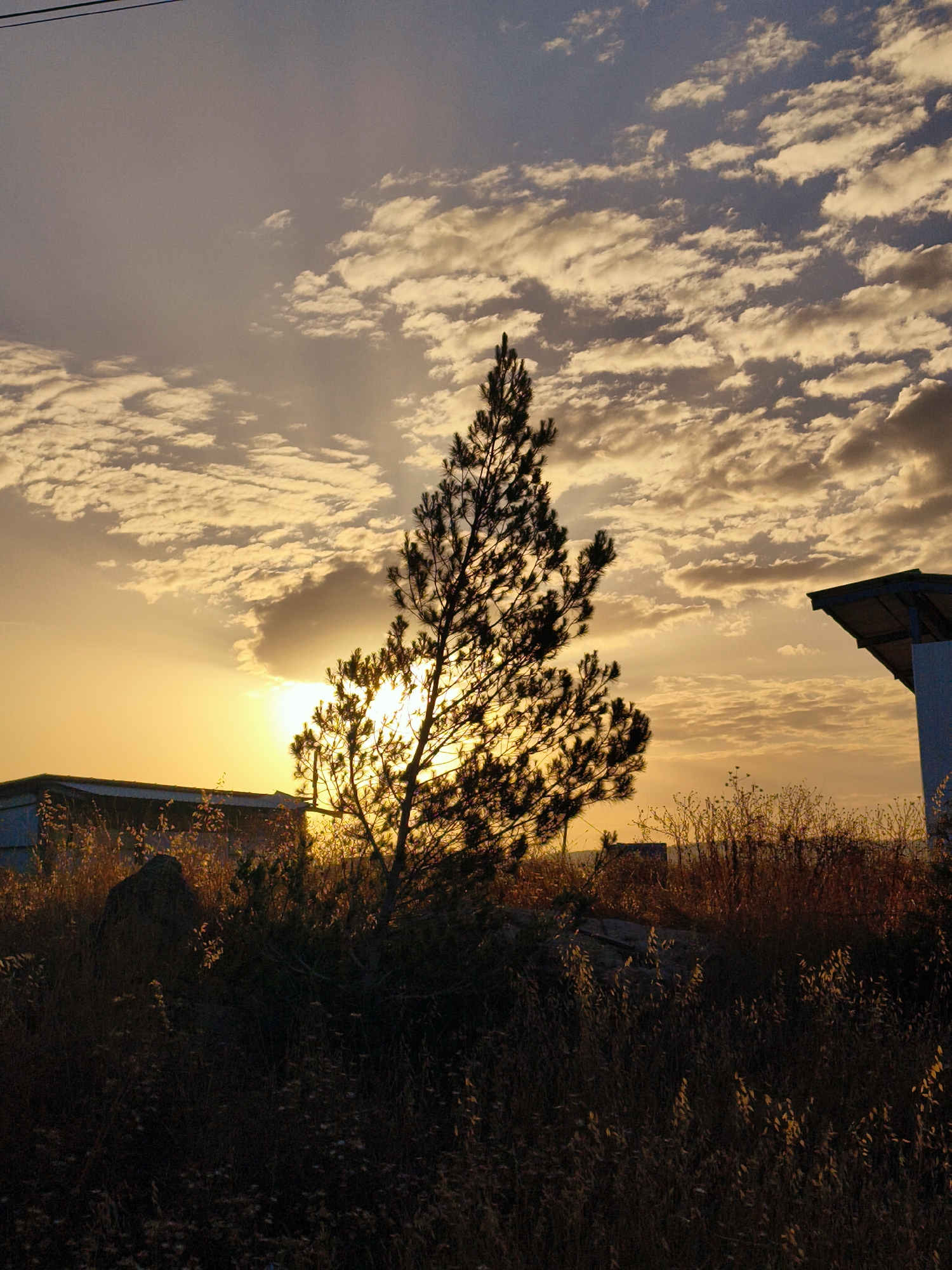 The image captures a dramatic sunset or sunrise over a landscape in the Lachish Regional Council, Israel. A tall, slender pine tree stands prominently in the center-left, its dense needles and branches silhouetted against the bright, golden light of the low sun. The sun itself is partially obscured by clouds and the tree, creating a strong backlighting effect.
The sky is a dominant feature, filled with an array of altocumulus clouds. Closer to the horizon, these clouds are brilliantly lit with warm golden and orange hues, transitioning to softer grays and blues higher up. Faint crepuscular rays are visible emanating from behind the clouds and the tree.
The foreground is dominated by dense, dry, wild grasses and shrubs, appearing mostly as dark silhouettes due to the backlighting. Occasional glints of golden light catch individual leaves or stalks, adding texture to the shadowed vegetation. Some rocks are also visible amidst the growth.
In the background, on the left, a low, rectangular building with a light-colored roof is partially visible, also in deep shadow. On the far right, a segment of another, lighter-colored structure with an angled roof can be seen. A thin power line stretches across the upper left corner of the frame.
The overall color palette is dominated by warm yellows and oranges from the sky, contrasting with the dark silhouettes of the foreground and midground. There are no people visible in the scene, nor any discernible text. The setting evokes a sense of natural beauty and tranquility during the golden hour in a semi-arid, rural environment, consistent with the provided location context.