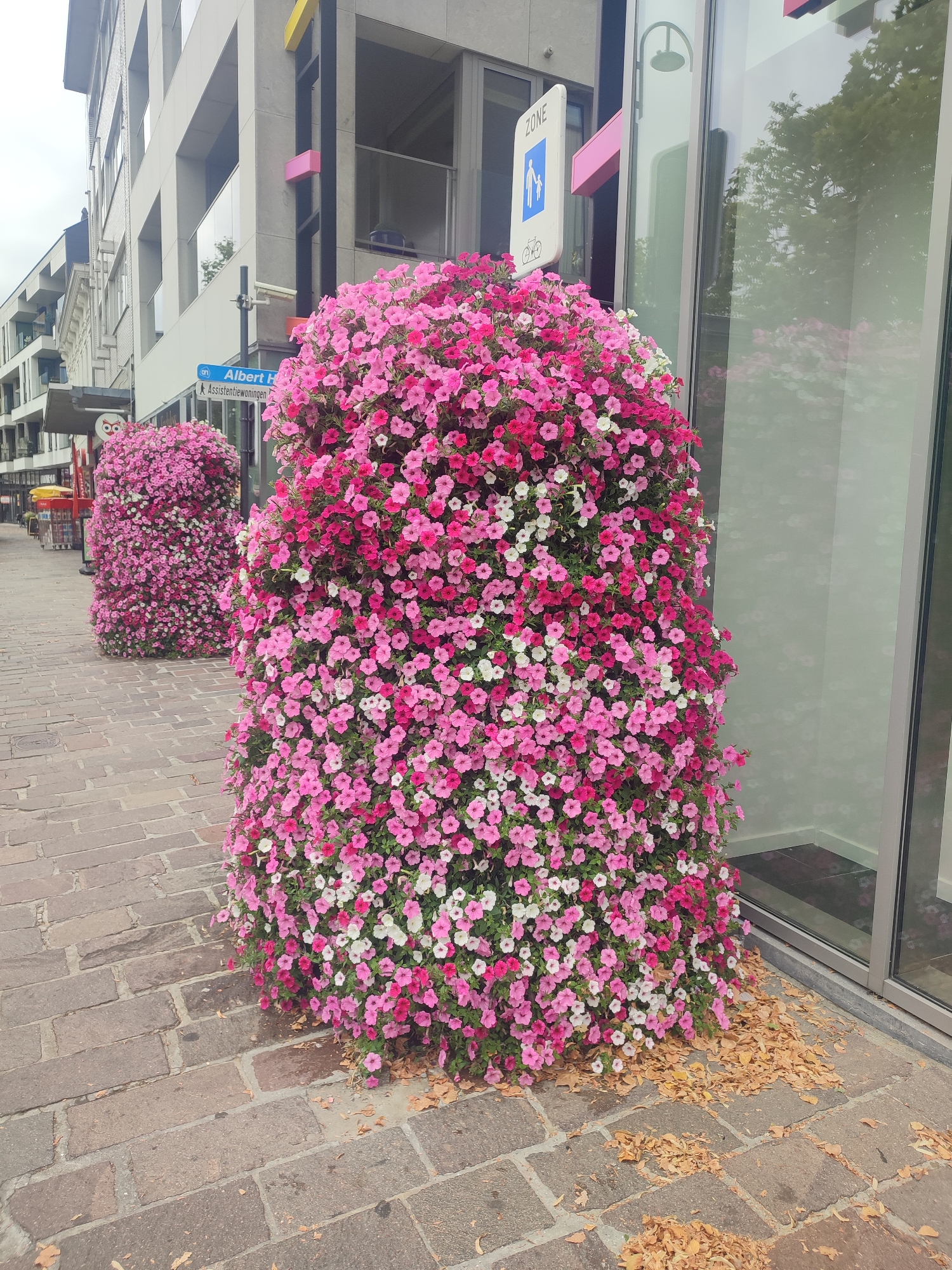 The image shows two large, rounded planters filled with abundant pink and white petunias. The planters are situated on a brick-paved sidewalk in front of a modern building with large glass windows. A street sign with a blue silhouette of a pedestrian and a bicycle is visible on a pole near the planter in the foreground. The sign also reads "ZONE" and "Albert H." and "Assistentiewoningen." A second, similar planter is visible in the background. Fallen leaves are scattered on the sidewalk around the base of the planter in the foreground. The scene appears to be a commercial or residential street in Beveren, Belgium.