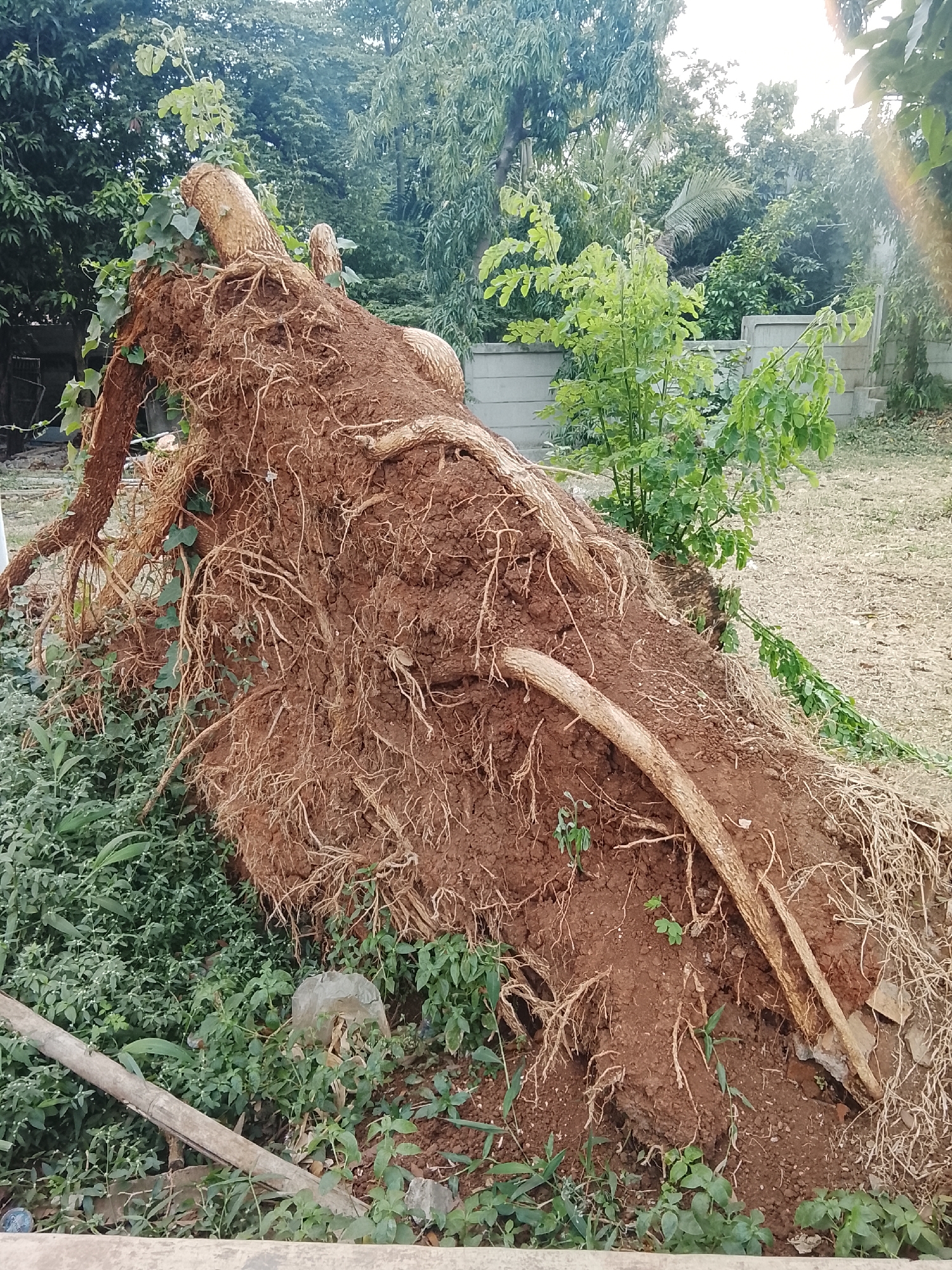 A large tree has been uprooted and lies on its side, exposing its extensive root system and a significant amount of soil. The tree is located in a grassy area with scattered vegetation, including some vines growing on the fallen tree. In the background, there are more trees and a concrete wall, suggesting an outdoor environment in a residential or park area. The lighting indicates it is daytime, possibly late afternoon due to the lens flare visible in the upper right corner. The scene appears to be in East Jakarta, Indonesia, based on the context provided. There are no people visible in the image.