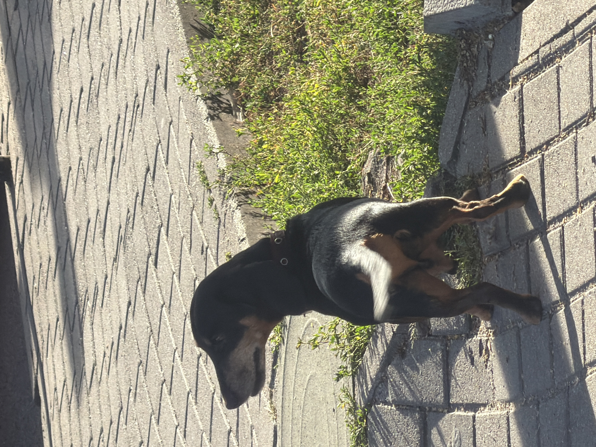 A medium-sized dog with black and tan markings stands on a paved walkway with a grassy area to its right. The dog is facing left, with its head turned slightly to the left. It is wearing a brown collar with two metal rings. The walkway is made of rectangular pavers arranged in a herringbone pattern. Sunlight casts shadows across the walkway. The grassy area appears somewhat overgrown. The scene is set outdoors. There is no indication of the specific location within Kaliningrad, Russia.