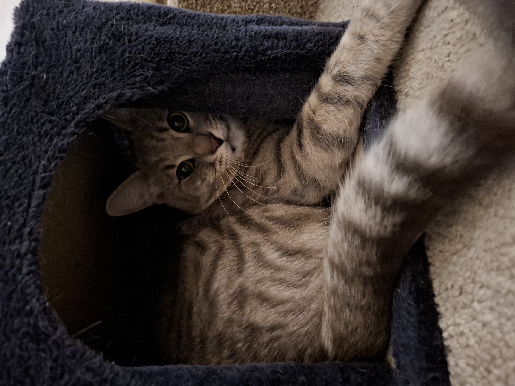 A tabby cat with brown and black stripes is lying inside a dark blue cat tree. The cat's body is mostly visible, with its head peeking out from the opening of the cat tree. The cat is looking directly at the camera with wide, green eyes. Its tail is extended out of the opening, resting on the beige carpet. The cat tree is made of a soft, plush material. The background consists of a beige carpet. There are no people or other animals present in the image. The location is not specified as Zemun Urban Municipality, Serbia.