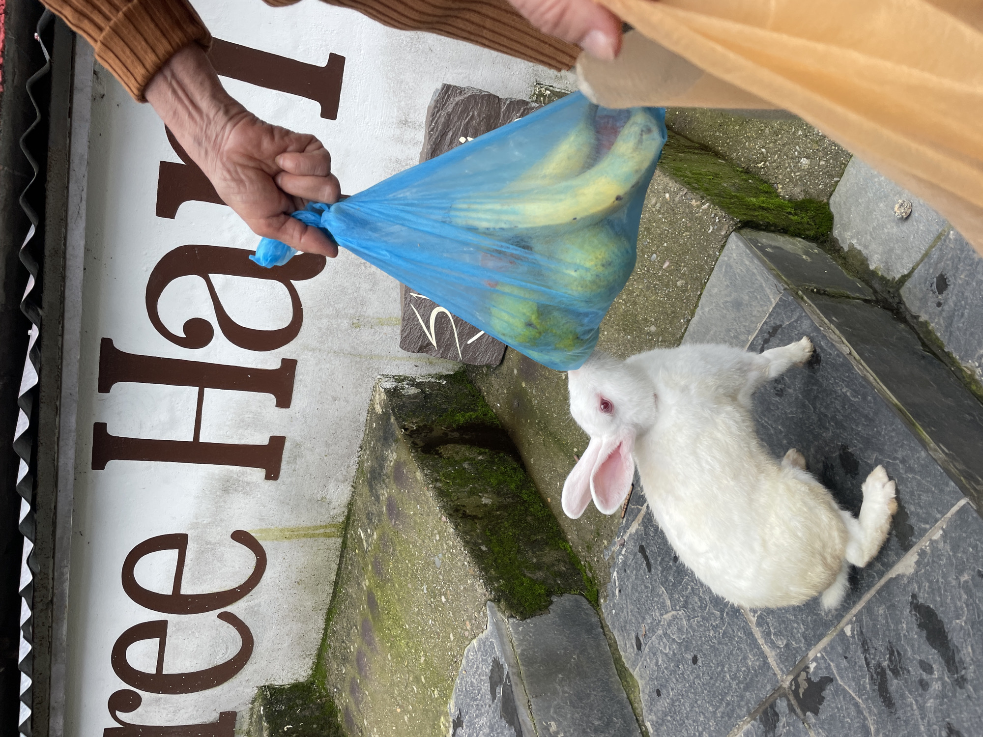 In Bhagsu, India, a white rabbit with pink eyes is on stone steps, sniffing a blue plastic bag held by a person's hand. The bag contains several yellow bananas. The background shows a wall with large, dark brown letters that appear to spell "Tree Har," with the rest of the word obscured. Moss is visible on the stone steps. Another person is partially visible on the right, holding a tan-colored bag.