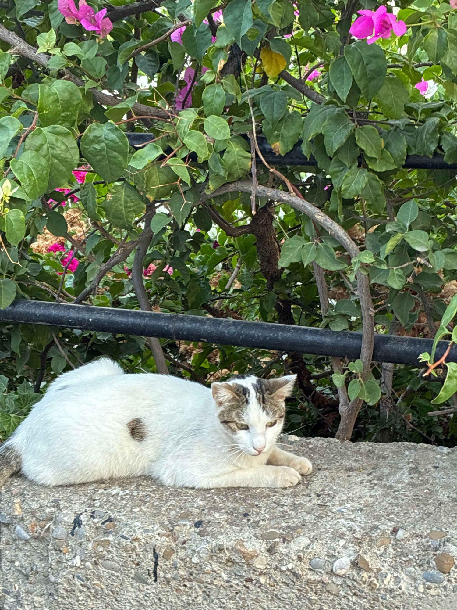 A calico cat with white, brown, and gray markings rests on a rough concrete ledge. The cat is lying down, with its front paws tucked beneath it, facing slightly to the right. Behind the cat, lush green foliage and bright pink bougainvillea flowers create a vibrant backdrop. A thick black pipe runs horizontally across the middle ground, partially obscured by the plants. The overall scene suggests a peaceful outdoor setting, possibly in a garden or along a street in Alanya, Turkey, given the prevalence of bougainvillea in the region.