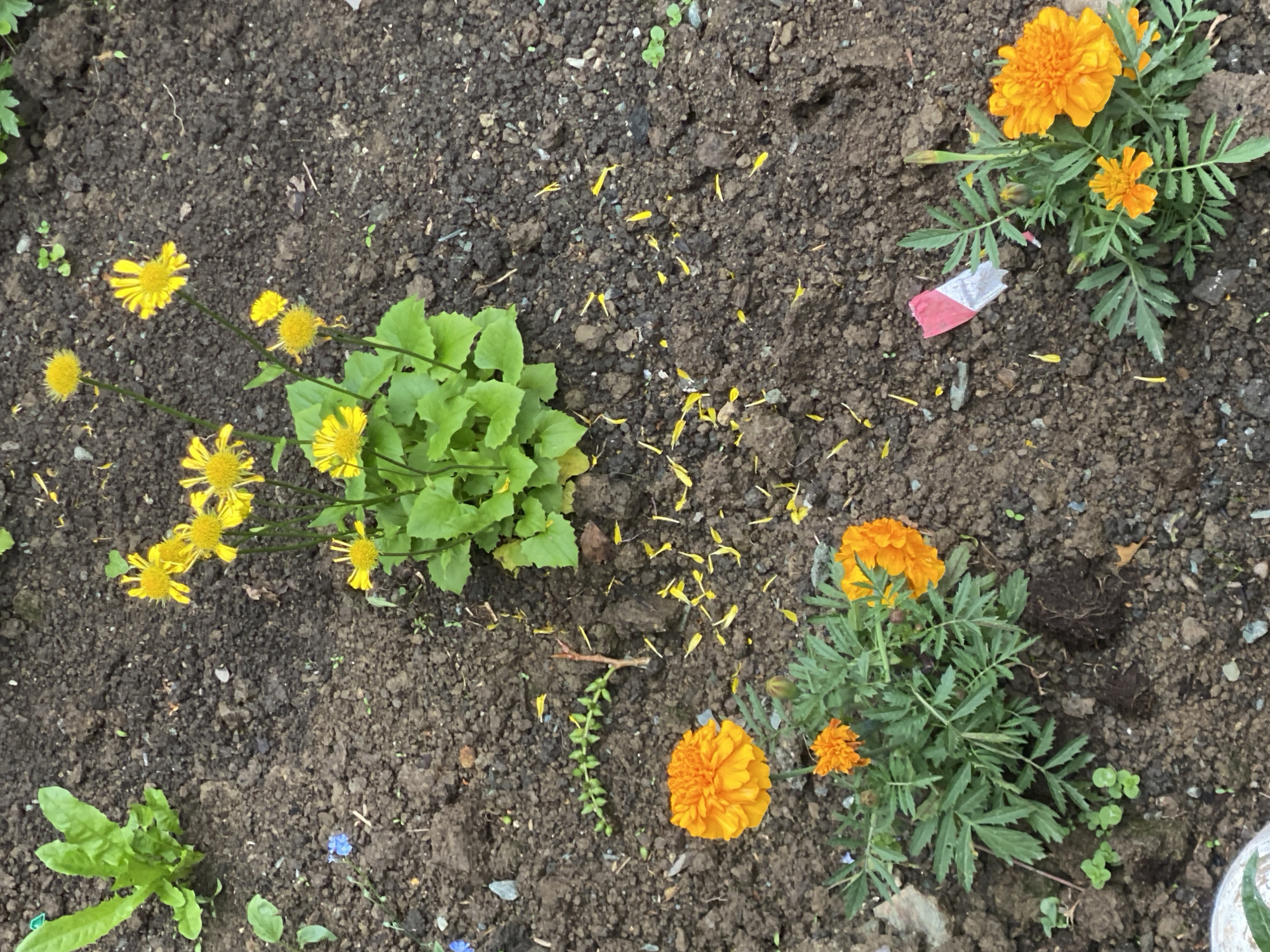 The image depicts a garden bed with dark soil. In the upper left quadrant, a cluster of green leaves from a larger plant is visible. To the right of this plant, a group of bright yellow flowers with thin petals grows on slender green stems. Scattered across the soil are numerous fallen yellow petals. In the lower half of the image, two marigold plants are prominent. The plant on the left has one large, fully bloomed orange marigold and a smaller marigold bud. The plant on the right features two large, fully bloomed orange marigots and several buds. To the right of the marigolds, a small piece of red and white packaging is visible on the soil. The overall scene is outdoors, likely in a garden, with no discernible urban features suggesting a specific location in Yuzhno-Sakhalinsk, Russia.