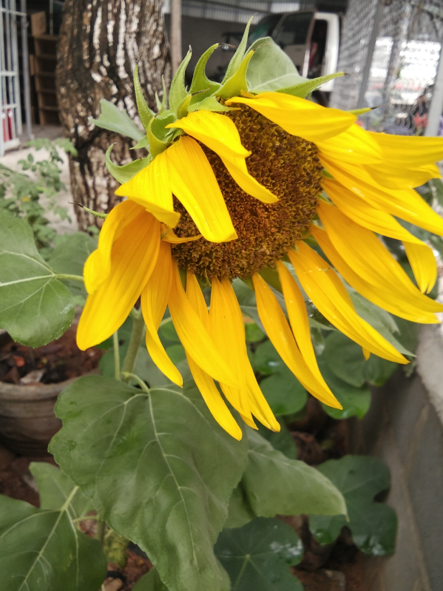 This is a medium-close-up, eye-level shot of a sunflower with bright yellow petals and a brown center, angled slightly to the right. The sunflower is in focus in the foreground, with its large, green leaves visible below. In the background, a tree trunk with textured bark is to the left, and beyond that, a blurry scene of what appears to be a residential area or market with a white vehicle, a fence, and some structures. The ground appears to be dirt with some scattered debris. The scene is likely outdoors in the city of Phú Sơn, Vietnam, given the background elements typical of such an environment.