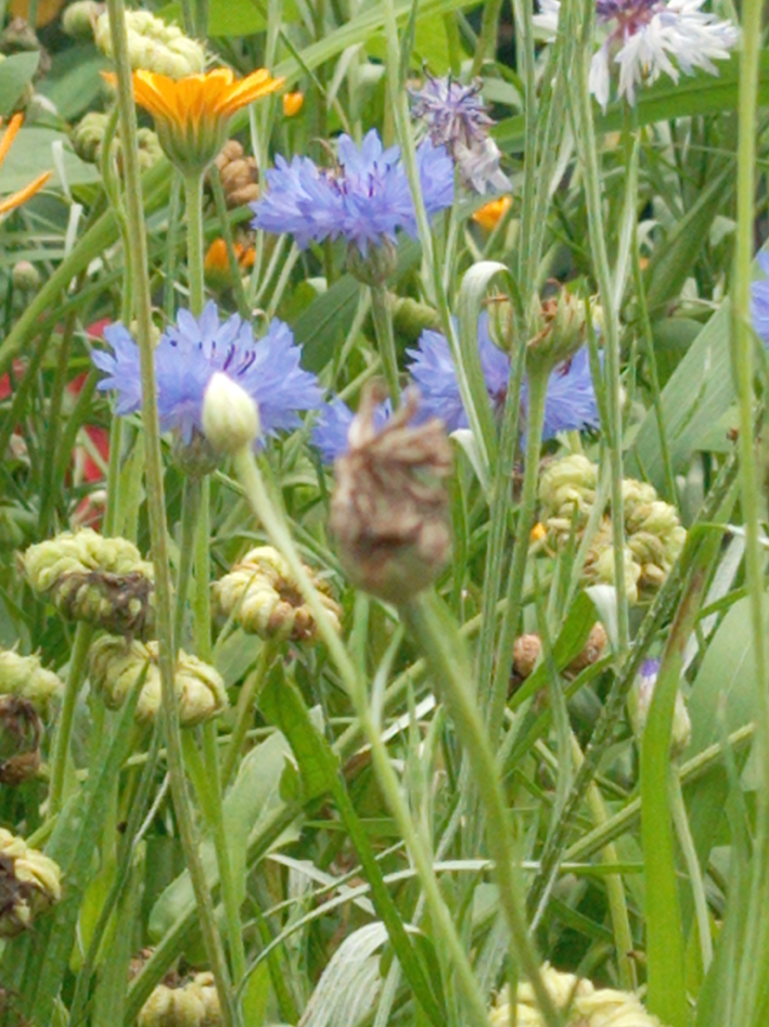This is a close-up, eye-level medium shot of a dense patch of wildflowers with a shallow depth of field. The overall color palette is dominated by shades of green, blue, and yellow. In the foreground, several unopened flower buds, some brown and dried and others pale green and bulbous, are visible, along with tall, thin green stalks of grass and other plants. Slightly further back and to the left, an open yellow flower with pointed petals is prominent. Behind this, several bright blue cornflowers are scattered throughout the frame, some in full bloom with delicate, fringed petals, and others partially obscured. A few dried, purplish-brown flower heads are also visible, adding texture to the scene. The background is a blur of green foliage, suggesting a natural, untamed environment. The lighting appears to be natural daylight, with soft shadows and highlights. No people or animals are present. The image appears to be a photograph of a natural setting, likely a meadow or garden. Without additional context, it is impossible to determine the specific location in Artyom, Russia.