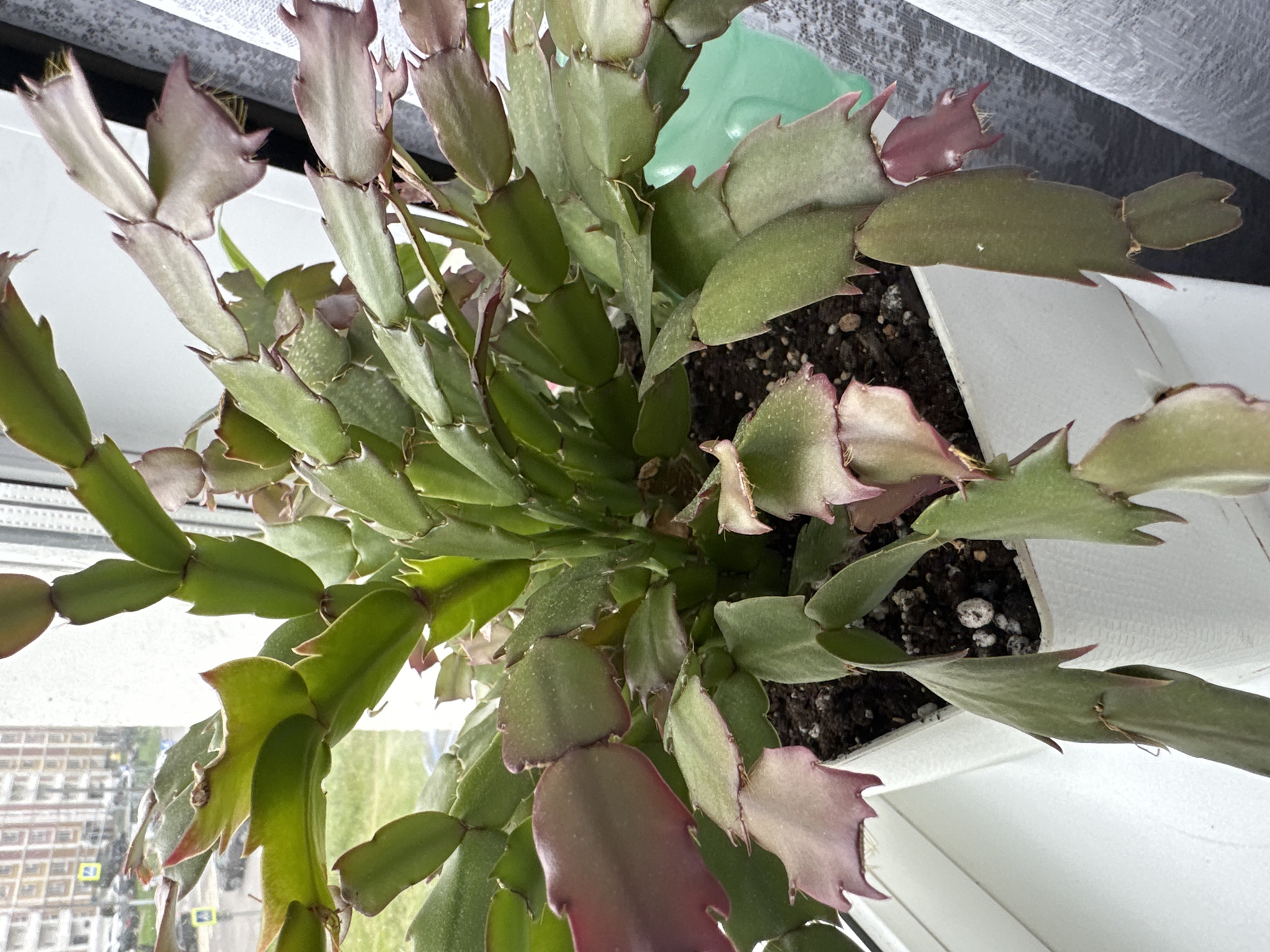 The image shows a close-up of a Christmas cactus plant in a white pot, placed on a windowsill. The plant has green, flattened stems with serrated edges, and some stems have a reddish-purple hue. The background is blurred, but appears to be an indoor setting with a window offering a view of an urban environment. Outside the window, buildings and cars are visible, suggesting the location is Podolsk, Russia. The overall lighting is soft, indicating it is likely daytime. There are no people or animals in the frame. The focus is solely on the plant and its immediate surroundings.