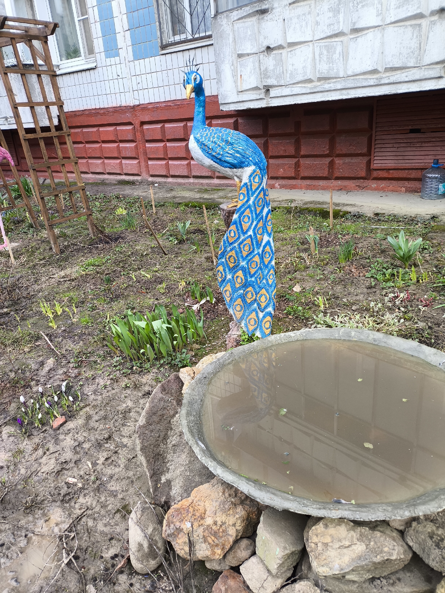 The image depicts a garden scene. A blue and white peacock statue stands prominently. Nearby is a birdbath filled with murky water, surrounded by rocks. Crocuses bloom on the muddy ground. A wooden trellis stands against a building with a red and white facade. A water bottle is visible near the building. The location is inferred to be Khimki, Russia. No people are visible.