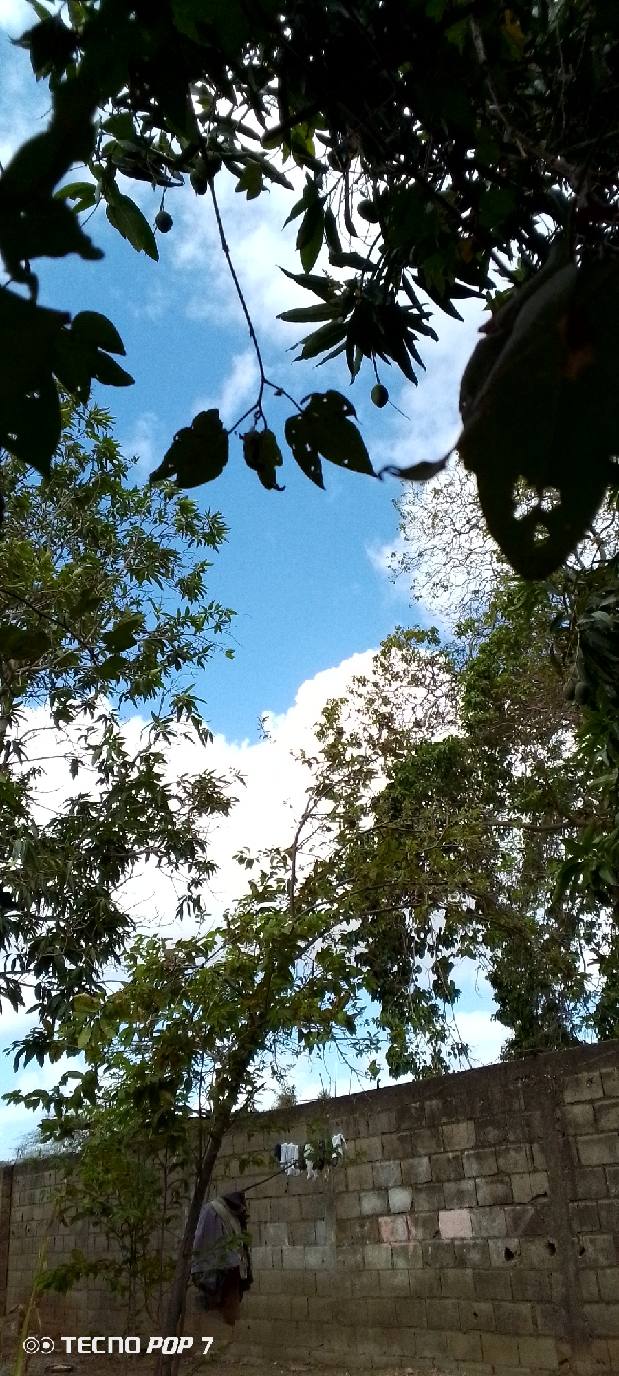 The image captures an outdoor scene with a predominantly blue sky with scattered white clouds. The foreground is dominated by the dark silhouettes of tree branches and leaves, creating a canopy effect against the sky. These branches hang from the top and sides of the frame, with some appearing to bear small fruits or seed pods. Below the canopy, lush green foliage from various trees is visible.
In the lower portion of the image, a textured, greyish-brown brick wall forms a prominent horizontal element. This wall appears to be part of an outdoor enclosure or building. Hanging from a wire or clothesline stretched across the wall are several pieces of white laundry, suggesting domestic activity. To the left of the wall, a tree trunk is visible, and draped over its lower branches are pieces of dark fabric or clothing. A person, whose lower body and torso are visible, is standing near the base of this tree, facing away from the camera. They are wearing dark clothing.
The lighting suggests it is daytime, with the bright sky indicating sunshine filtering through the leaves. The overall impression is of a somewhat overgrown natural setting juxtaposed with a man-made wall and signs of everyday life. The presence of the "TECNO POP 7" watermark in the bottom left corner indicates this is likely a photograph taken with a mobile device. The context provided of Altagracia, Venezuela, places this scene within a specific geographical and potentially cultural environment, though the visual elements themselves are not definitively indicative of any particular city or country without external information.