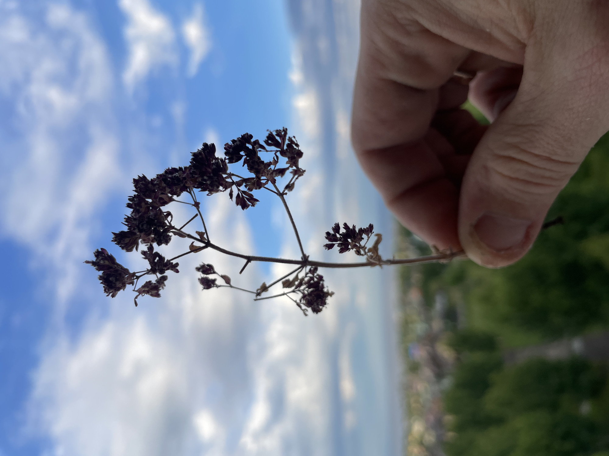 A close-up, vertical shot captures a person's hand holding a dried plant with dark, clustered seed heads against a backdrop of a blue sky filled with white, wispy clouds. The plant is positioned in the foreground, out of focus in the background, a blurred landscape of green trees and indistinct buildings, suggesting a city environment. The hand, with visible skin texture and a ring on one finger, gently grasps the thin stem of the plant. The overall impression is one of a serene outdoor scene, possibly taken from an elevated position in the city of Laishevo, Russia, offering a view of the sky and the surrounding urban landscape.