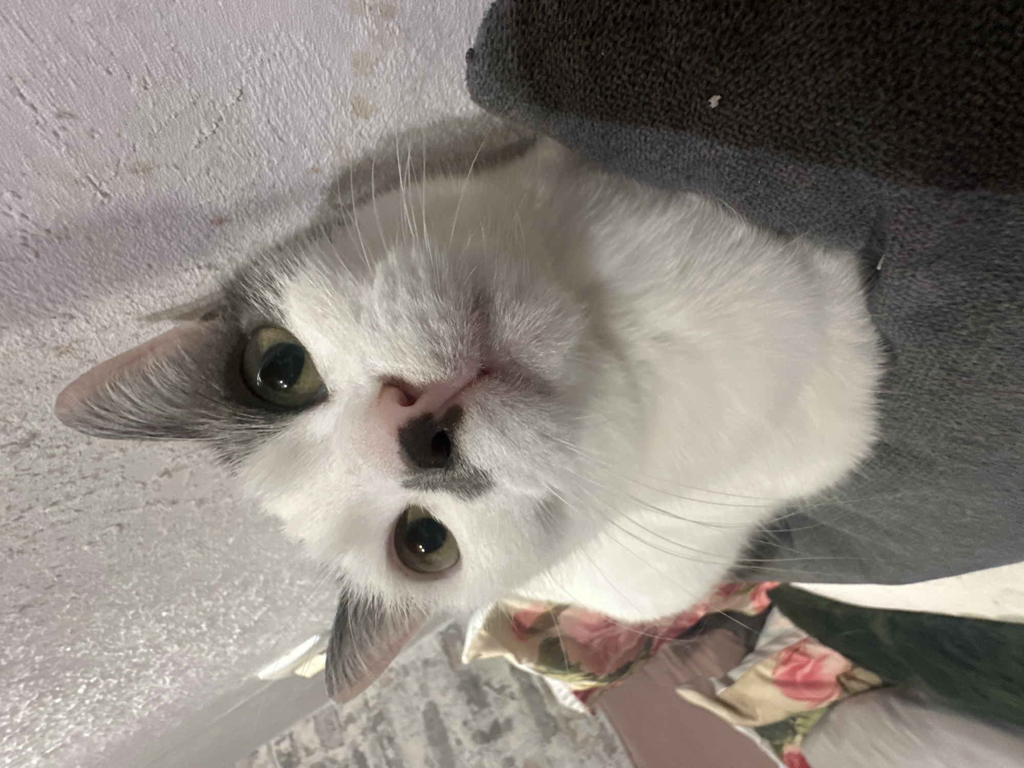 The image is an upward close-up view of a cat's face. The cat has white fur with gray patches near its ears and a black spot on its nose. Its eyes are a yellowish-green color. The cat appears to be near a gray upholstered object. There is also a glimpse of a fabric with a floral pattern at the bottom of the frame. The background includes a textured white surface. There is no indication of the image's location being in Dobrich, Bulgaria.