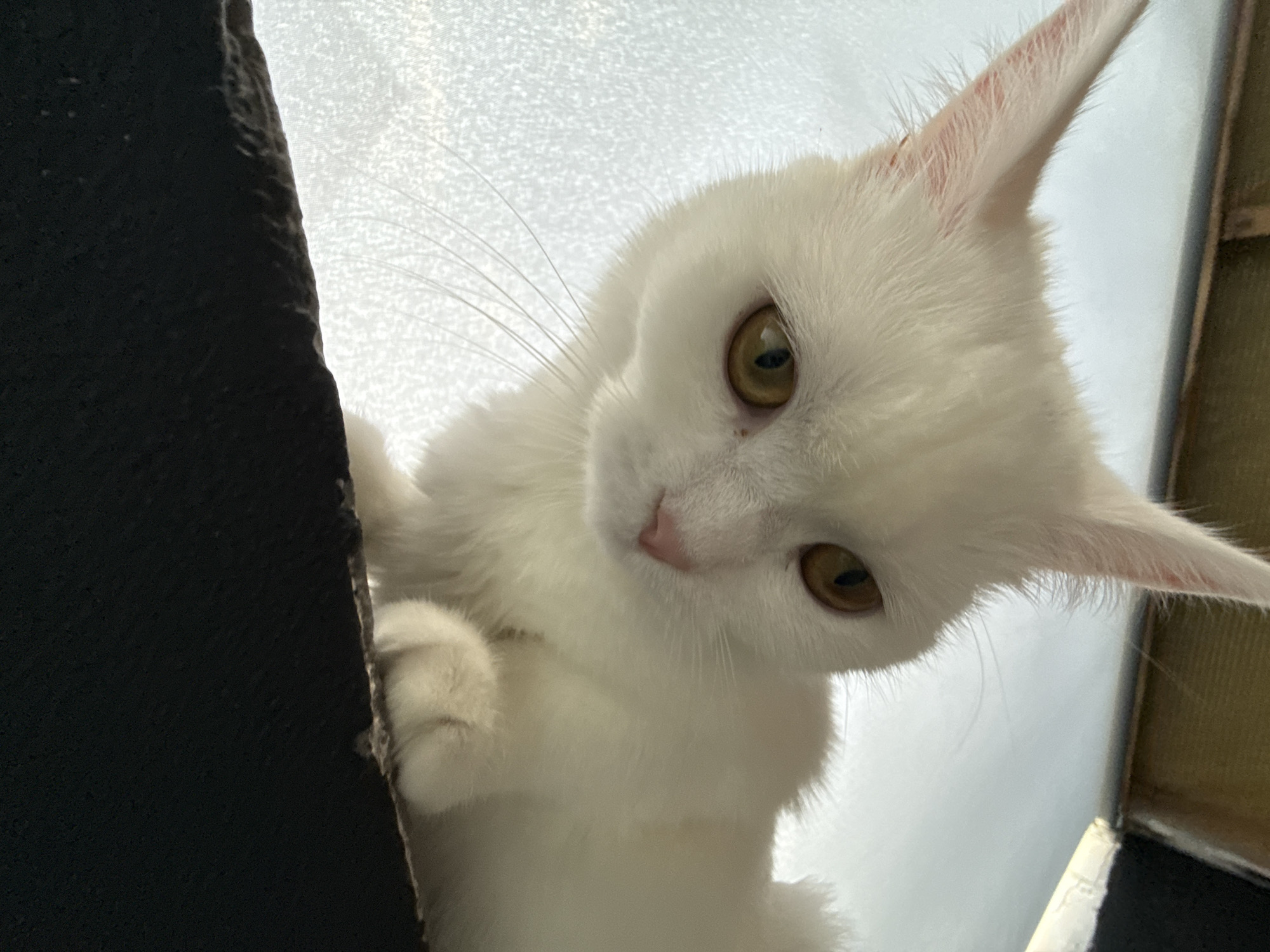 A close-up shot captures a white cat peering downwards from an elevated position. The cat's head is tilted, with its large, golden eyes focused on something below the frame. Its fur is soft and white, with delicate pink ears. One of its paws is visible, resting on a dark, textured surface to the left of the frame. The background appears to be a bright, possibly sunlit window or curtain, creating a soft, diffused light that highlights the cat's features. The angle of the shot suggests the viewer is looking up at the cat, perhaps from a floor or lower level. There are no visible signs of text in the image.