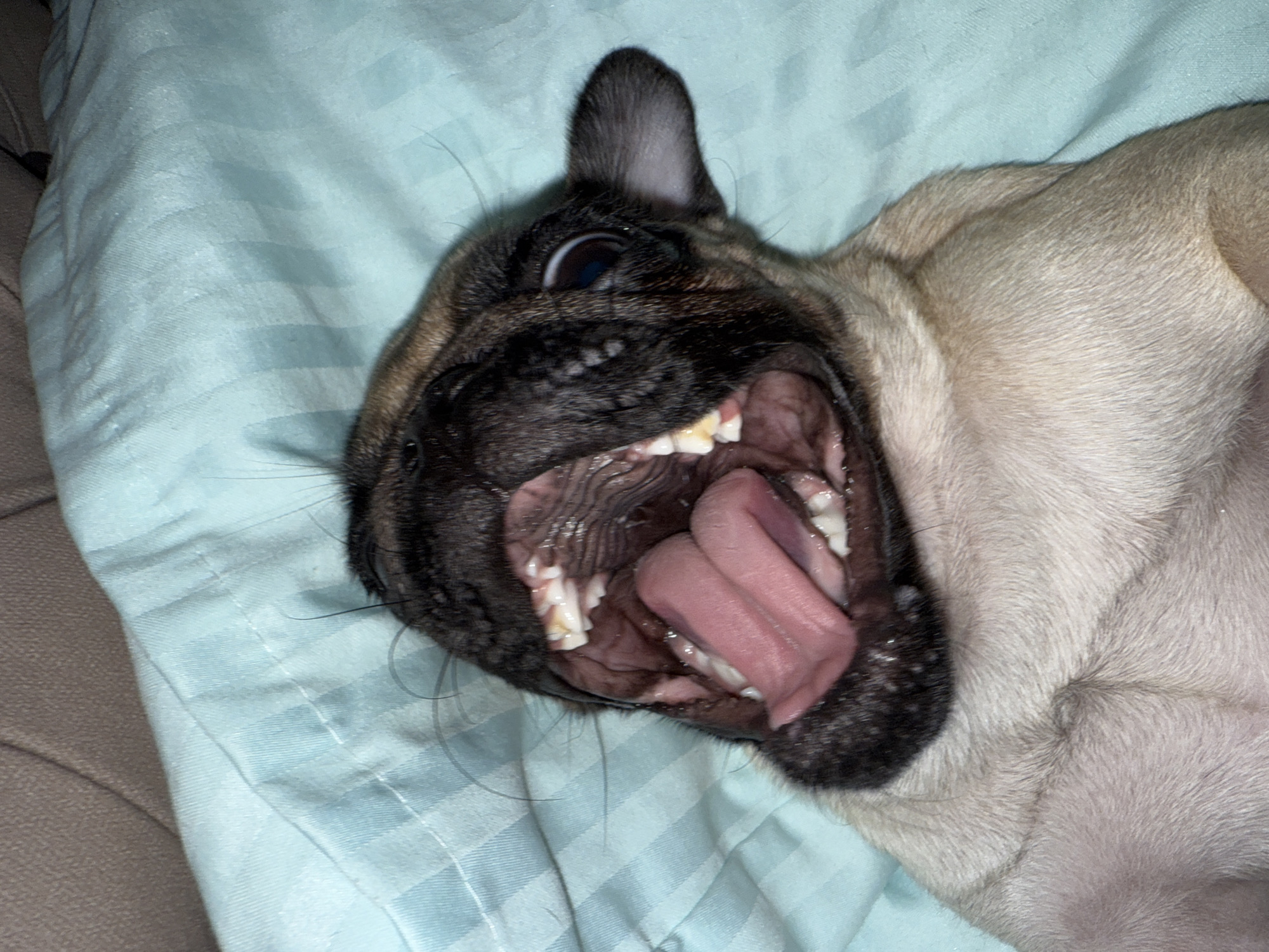 A pug puppy is lying on its back on a blue striped blanket and yawning widely. The puppy's mouth is open, revealing its pink tongue and rows of white teeth. Its eyes are open and looking upwards. The puppy has fawn-colored fur and a black mask around its eyes and snout. The blanket appears to be soft and slightly wrinkled. The background is blurred and out of focus, but appears to be a padded surface, possibly a bed or couch.